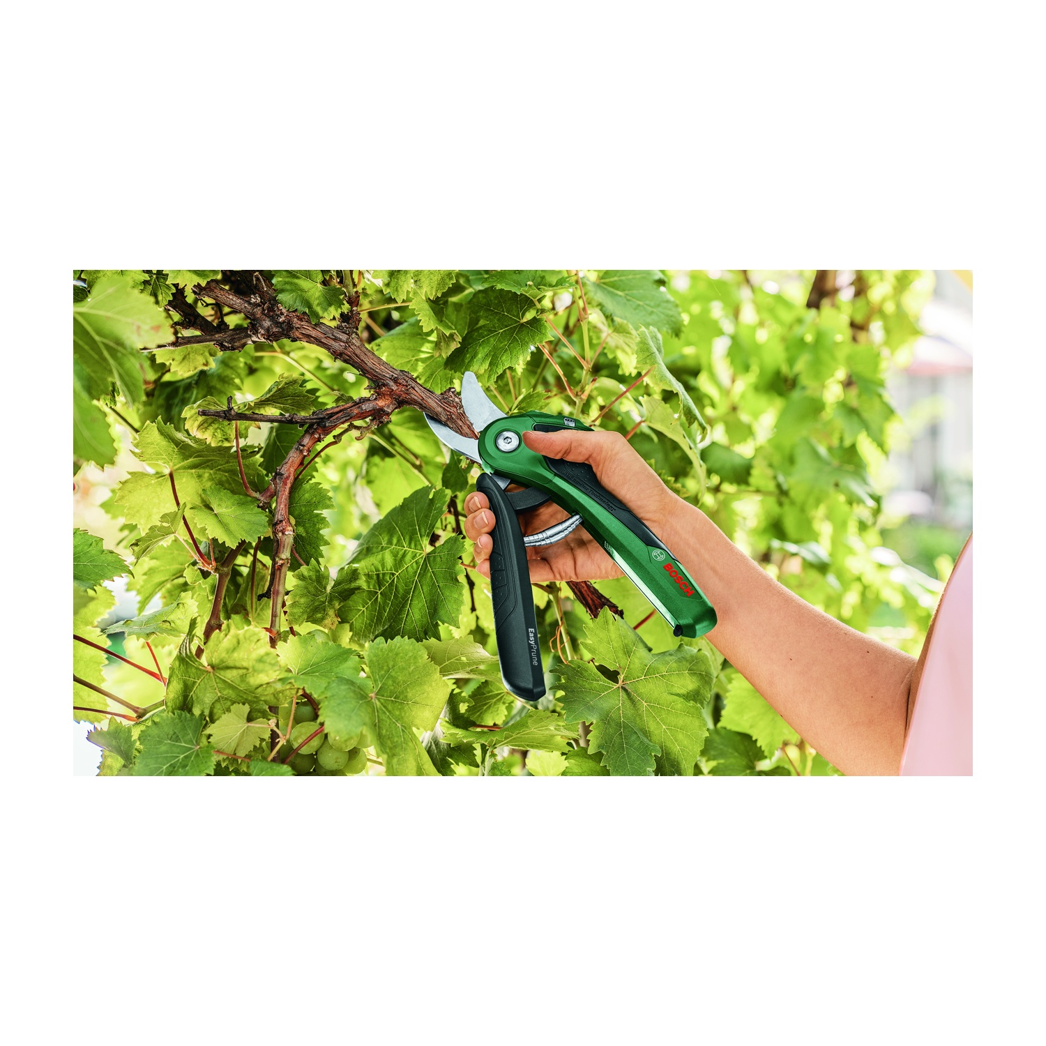 Una mano con forbici da potatura verdi taglia un ramo marrone. Foglie verdi e uva sullo sfondo.