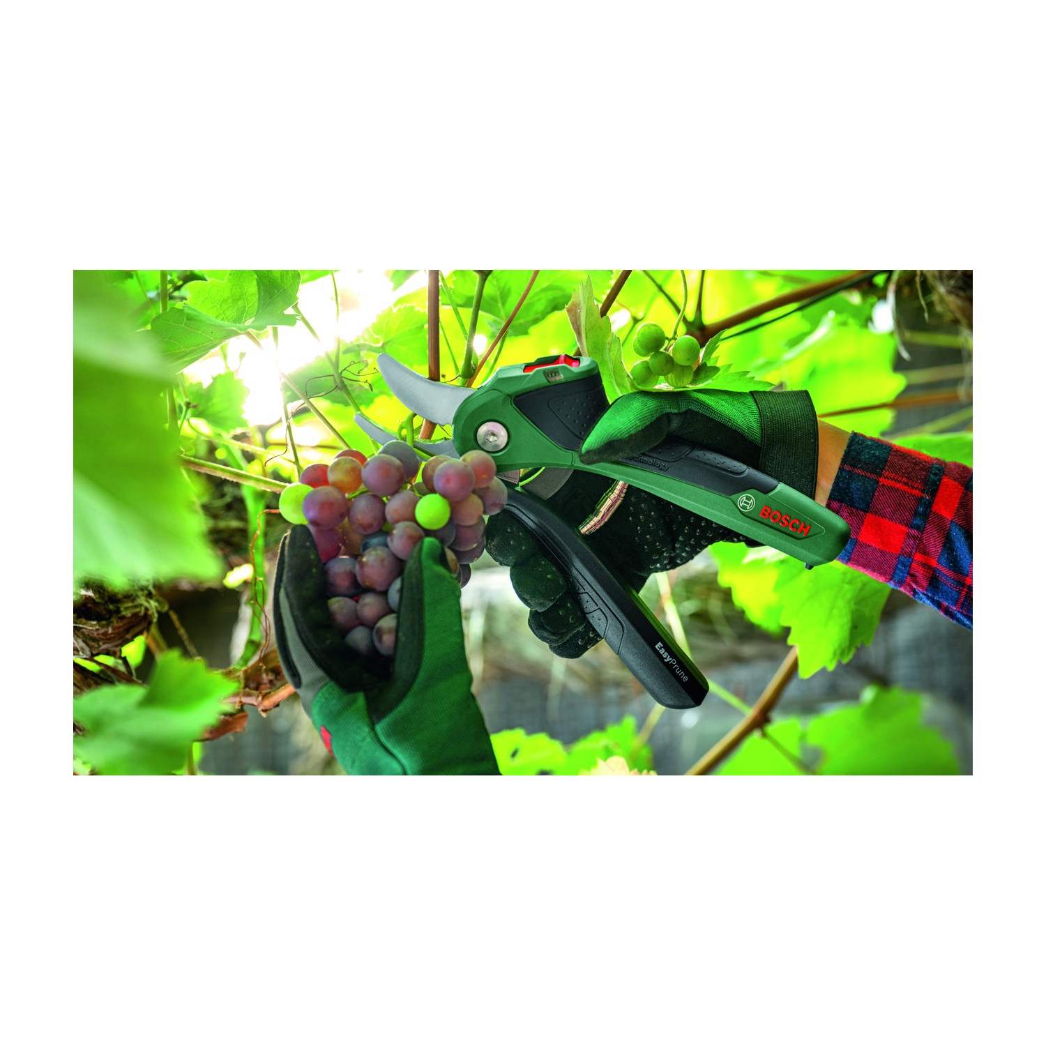 Mani con guanti verdi che tagliano l'uva con un Bosch EasyPrune. Uva rossa e verde in primo piano, foglie sullo sfondo.