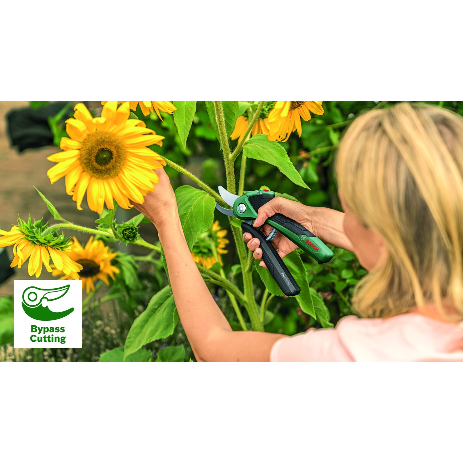 Una donna usa delle cesoie verdi per tagliare uno stelo di girasole. Girasoli gialli fioriscono sullo sfondo. Le cesoie sono etichettate Bosch.