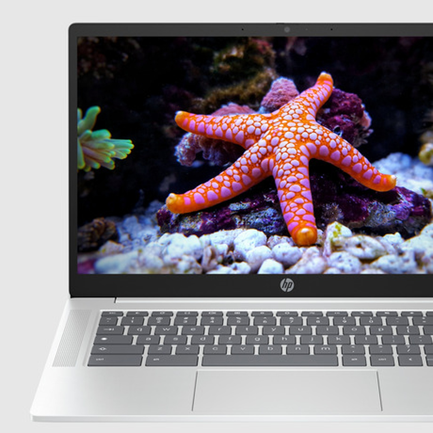 Laptop displays a starfish in an aquarium. The laptop is open, showing the colorful marine scene. Keyboard and touchpad are visible.