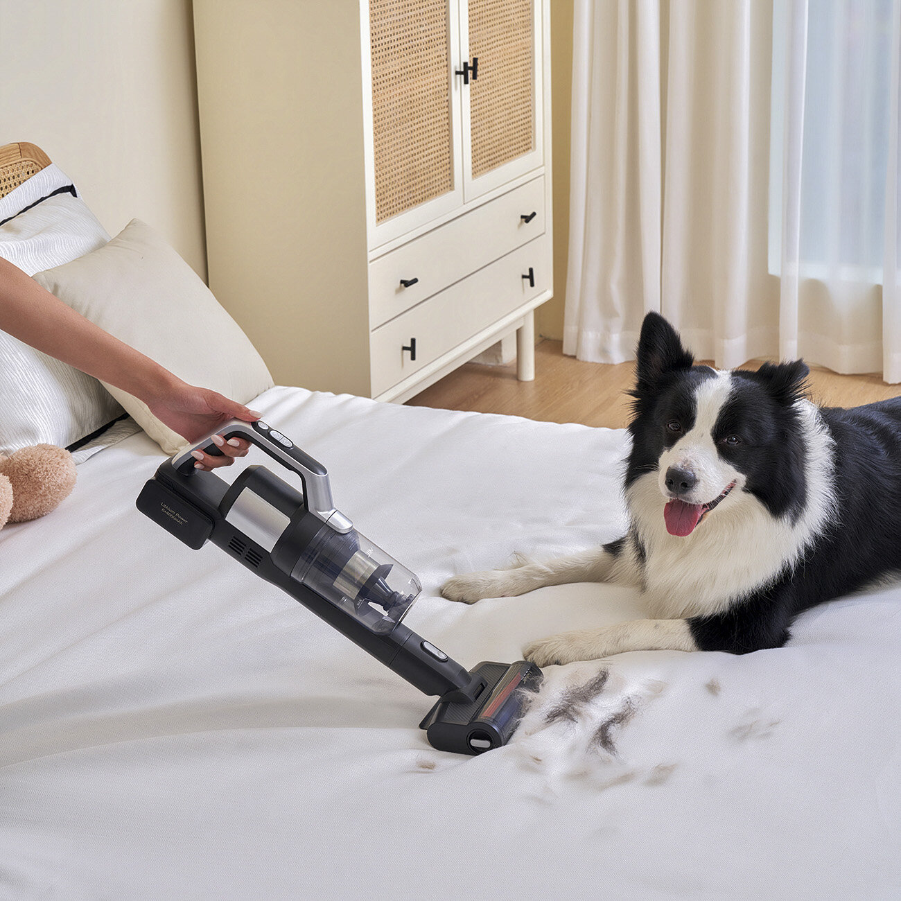 Kobieta używa odkurzacza na łóżku. Czarno-biały pies leży na łóżku i patrzy w kamerę.