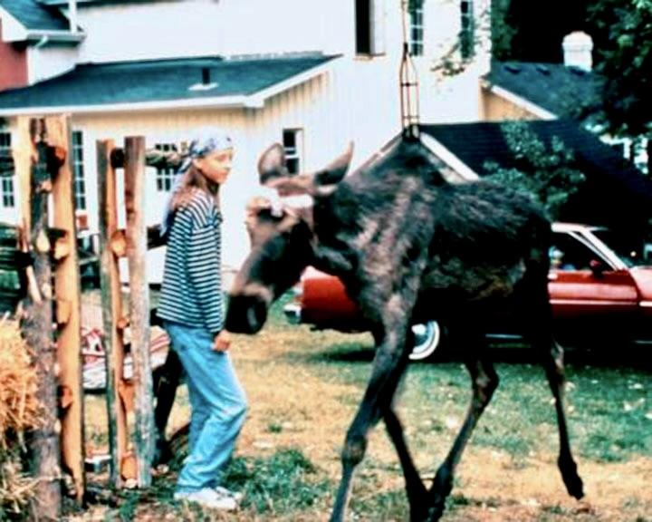 Ein Mädchen in Jeans und einem gestreiften Hemd steht neben einem Elch. Ein rotes Auto und Häuser sind im Hintergrund.