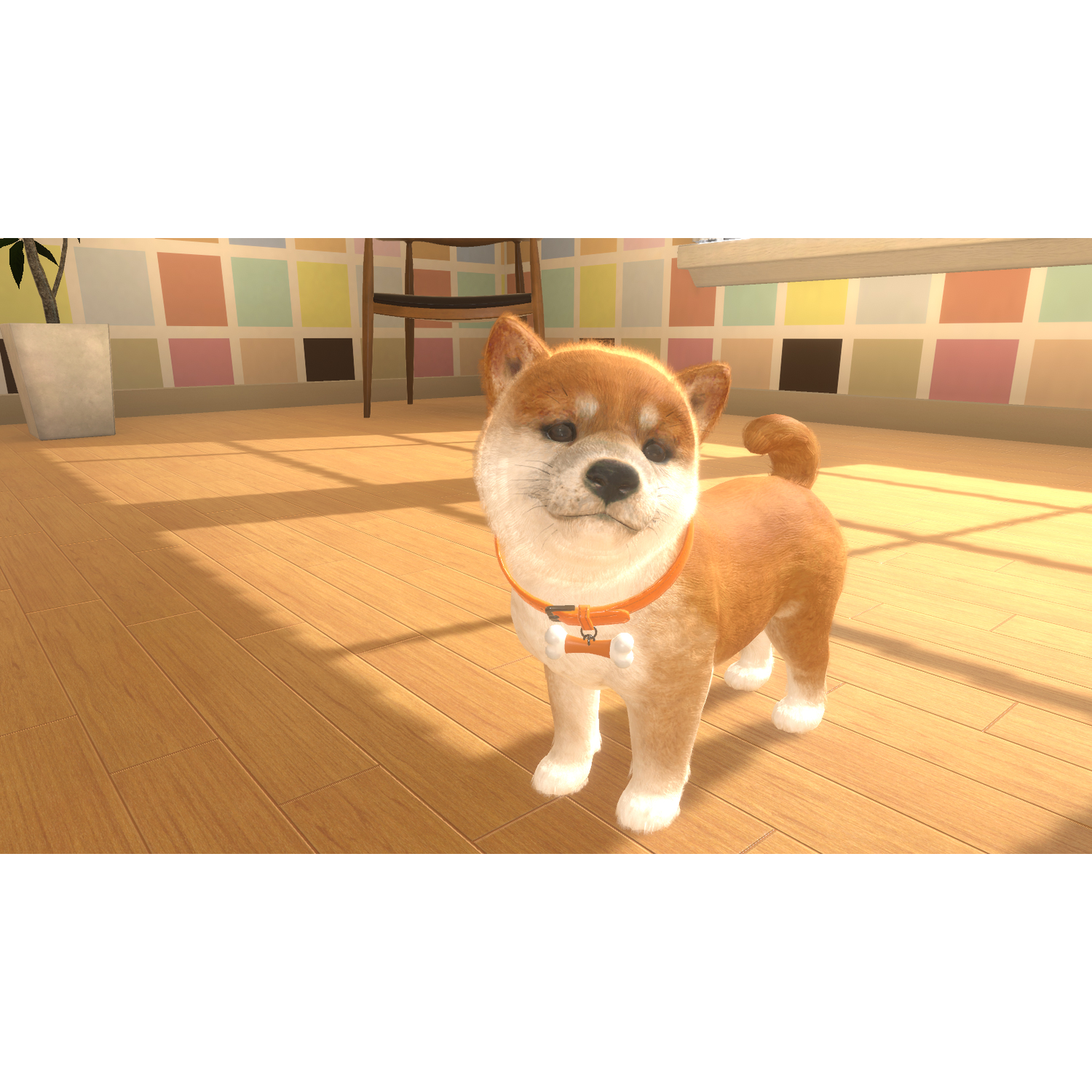 Een Shiba Inu-puppy staat op een houten vloer, met een oranje halsband. De achtergrond toont een kleurrijke muur en een stoel.