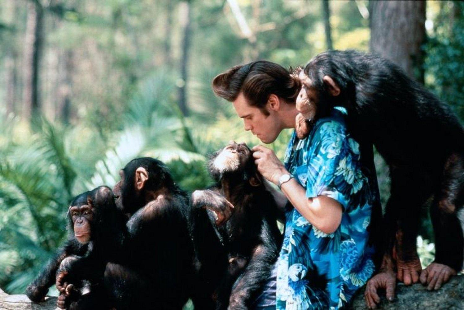 Jim Carrey mit Schimpansen. Er trägt ein blaues Blumenhemd. Schimpansen sind in seiner Nähe, einer auf seiner Schulter. Waldhintergrund.