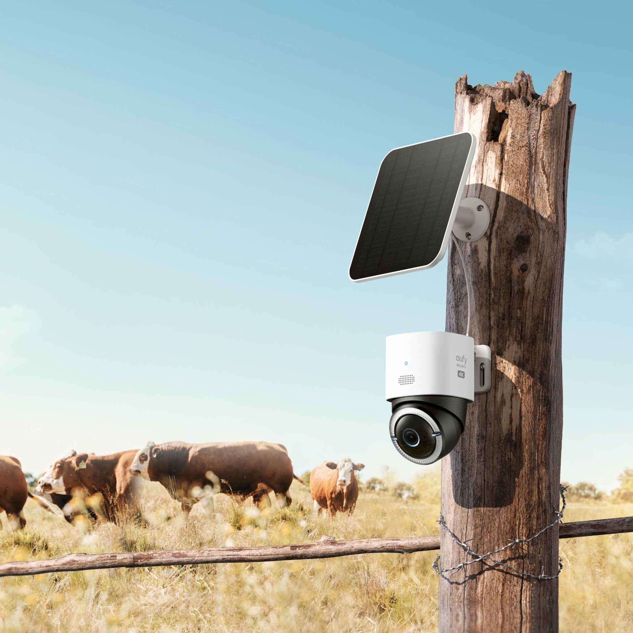Una cámara de seguridad con panel solar está montada en un poste de madera. Vacas pastan en un campo bajo un cielo azul.