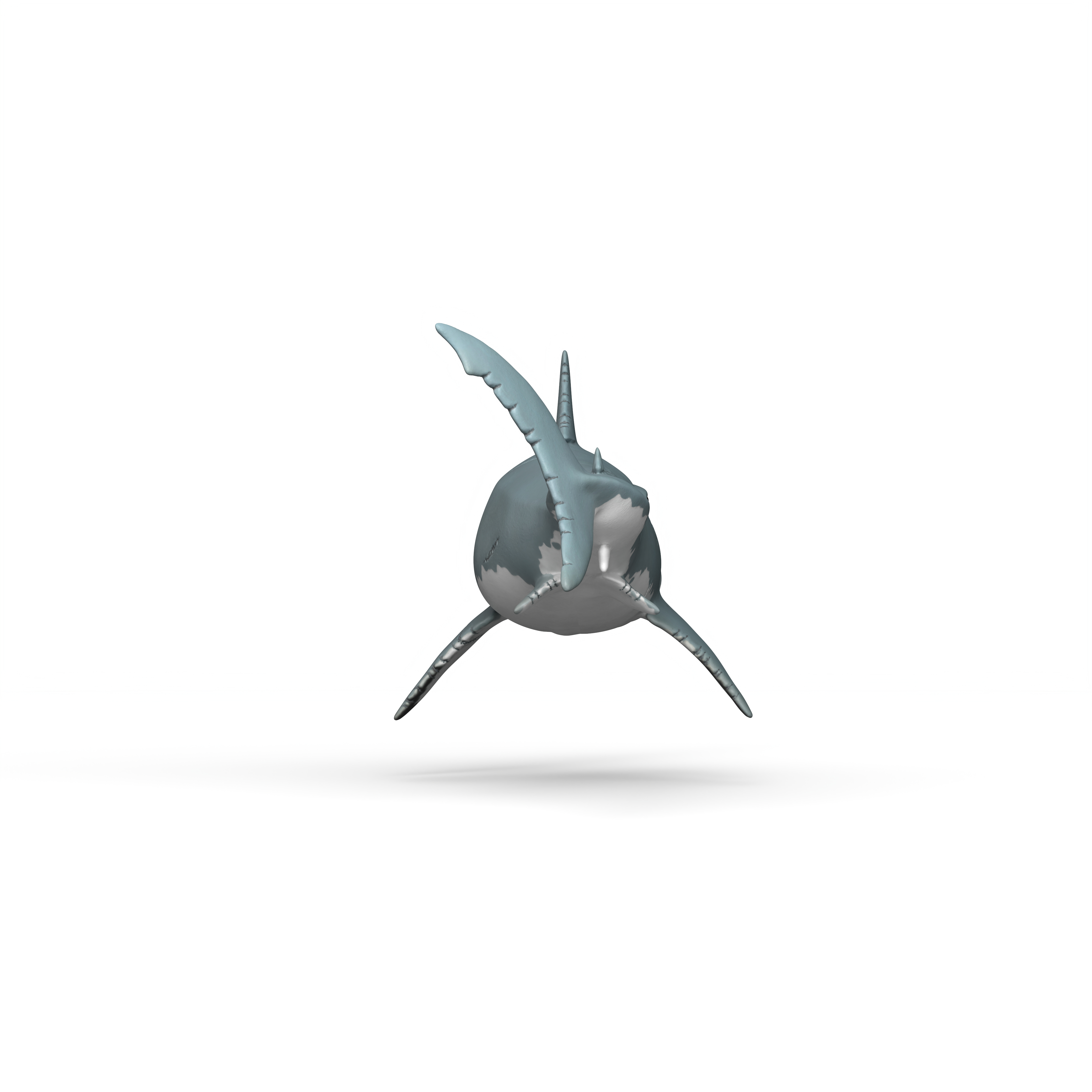 Ein 3D-Modell eines Hais, grau und weiß, von vorne vor weißem Hintergrund. Flossen ausgefahren.
