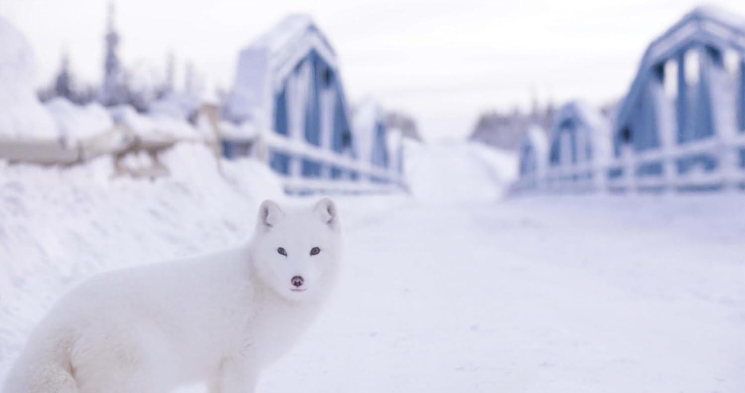 Ein Polarfuchs steht im Schnee. Im Hintergrund führt eine schneebedeckte Straße zu blauen Bauwerken unter einem bewölkten Himmel.