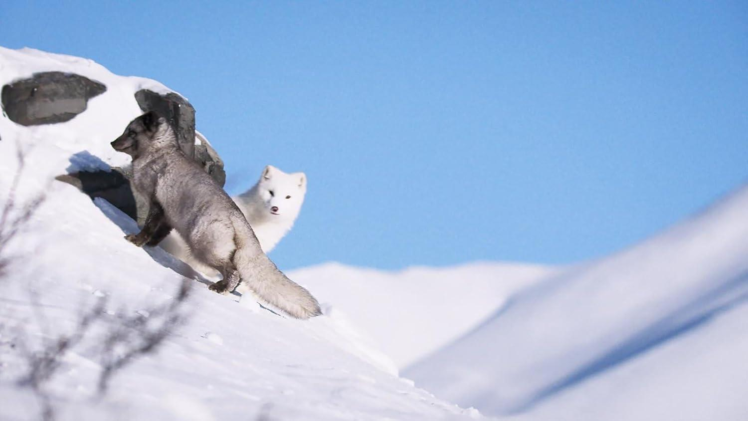 Zwei Polarfüchse auf einem schneebedeckten Hang. Ein grauer Fuchs steigt ab, während ein weißer Fuchs hinter einem Felsen hervorlugt.