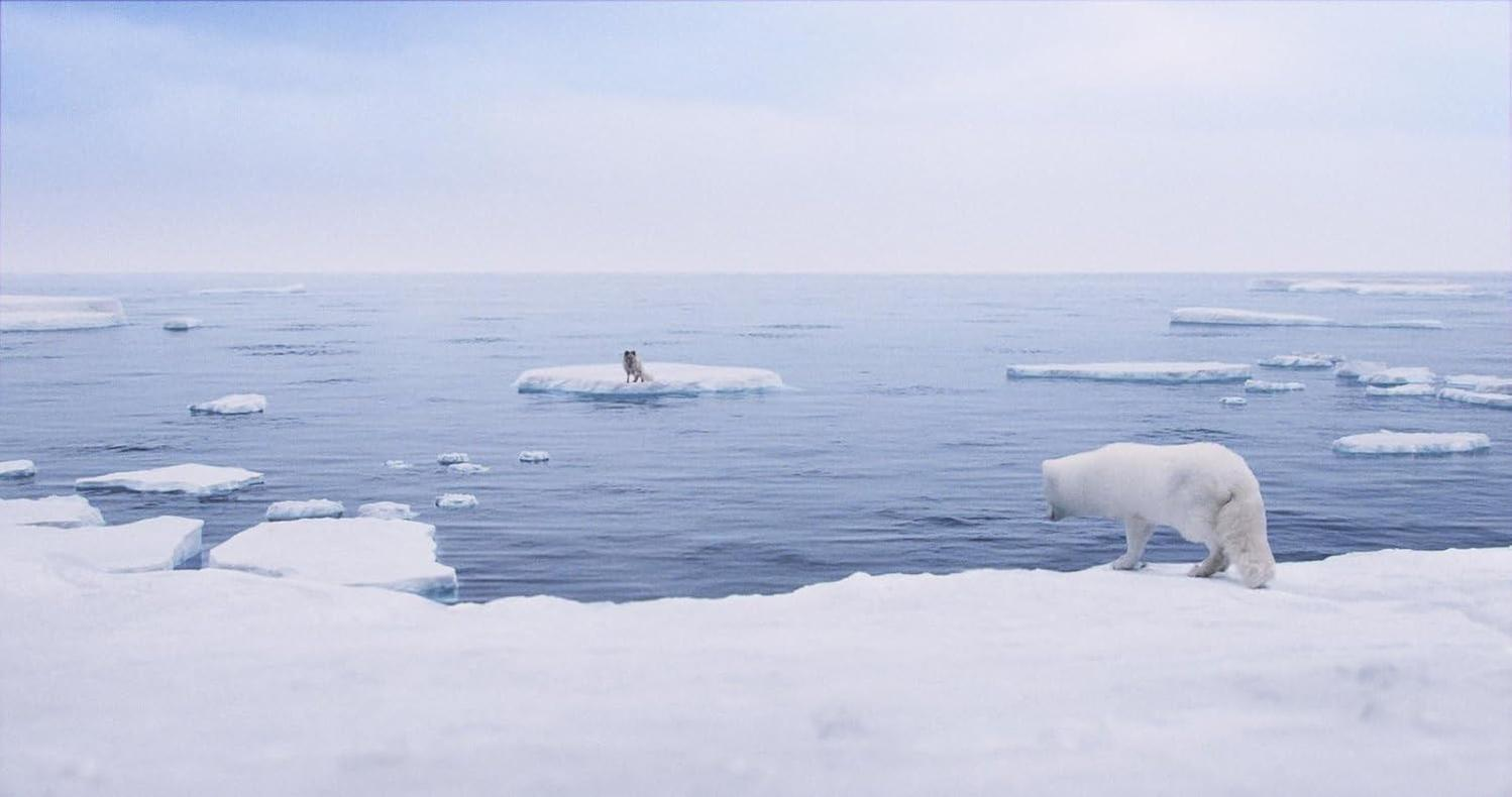 Ein Eisbär geht auf Schnee am Wasser entlang. Ein Fuchs sitzt auf einer Eisscholle. Eis schwimmt im Meer unter einem bewölkten Himmel.