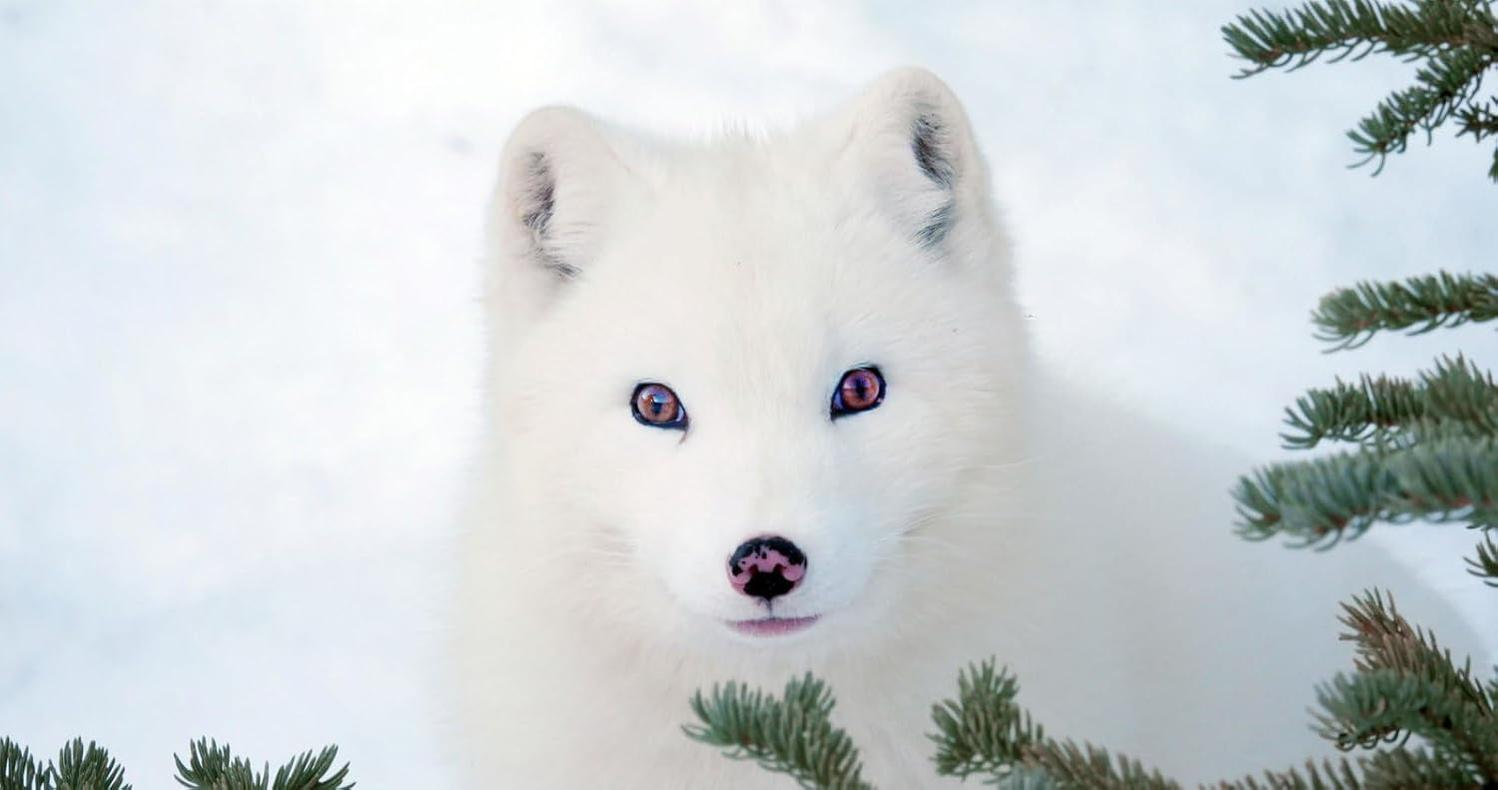Ein Polarfuchs mit weißem Fell und rosa Nase, umrahmt von grünen Kiefernzweigen, vor einem schneebedeckten Hintergrund.