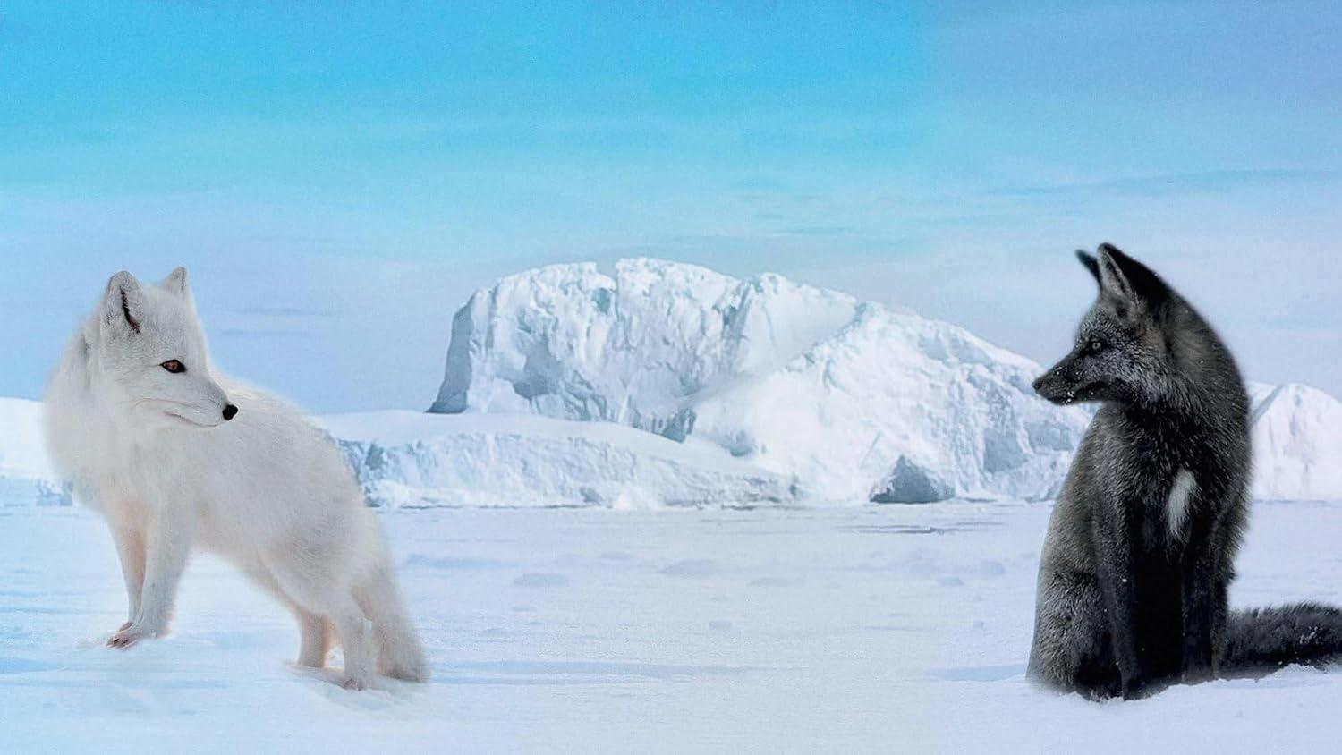 Zwei Polarfüchse in einer verschneiten Landschaft. Einer ist weiß und steht, der andere ist schwarz und sitzt. Eisberge und blauer Himmel im Hintergrund.