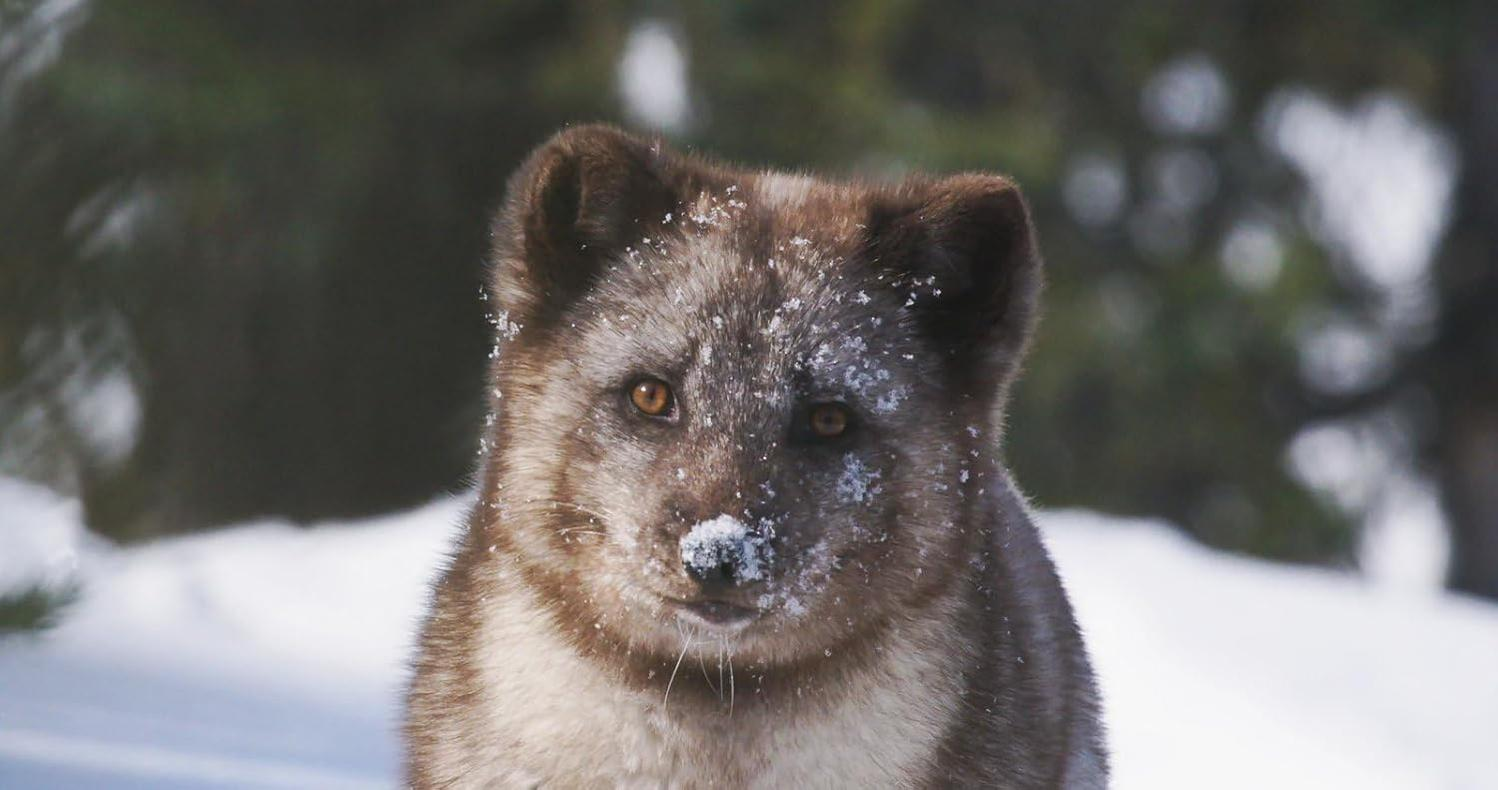 Nahaufnahme eines Polarfuchses mit braunem Fell und Schnee im Gesicht. Der Hintergrund ist verschwommen.