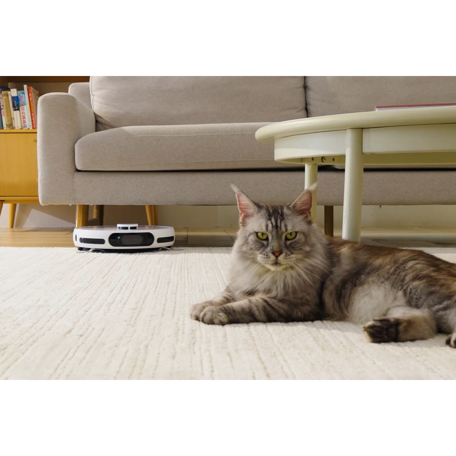 Een Maine Coon kat ligt op een wit tapijt. Een robotstofzuiger is in de buurt. Bank, tafel en boekenrek op de achtergrond.