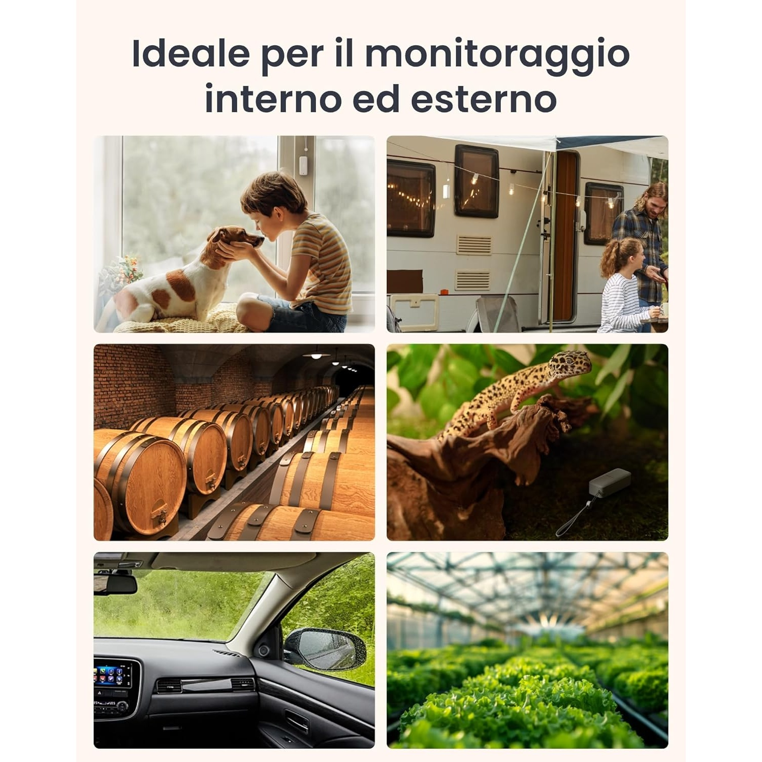 Ragazzo che accarezza un cane vicino a una finestra, persone vicino a un camper, botti in cantina, lucertola, interno auto e lattuga.