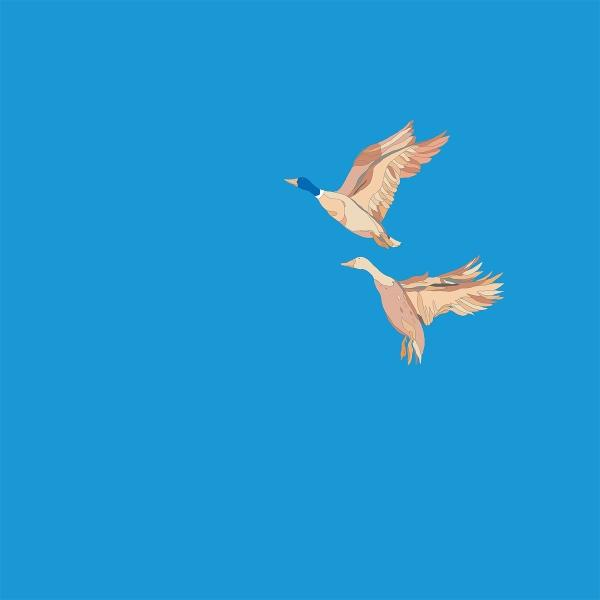 Zwei Enten fliegen in einem blauen Himmel. Die Enten haben braune Flügel und beige Körper. Eine Ente hat einen blauen Kopf.