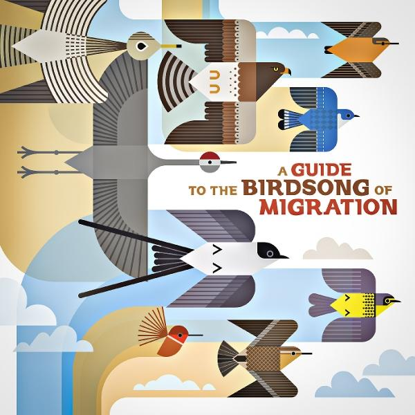 Eine Illustration von Vögeln im Flug. Der Titel lautet 'A Guide to the Birdsong of Migration'. Der Hintergrund zeigt Wolken und Himmel.