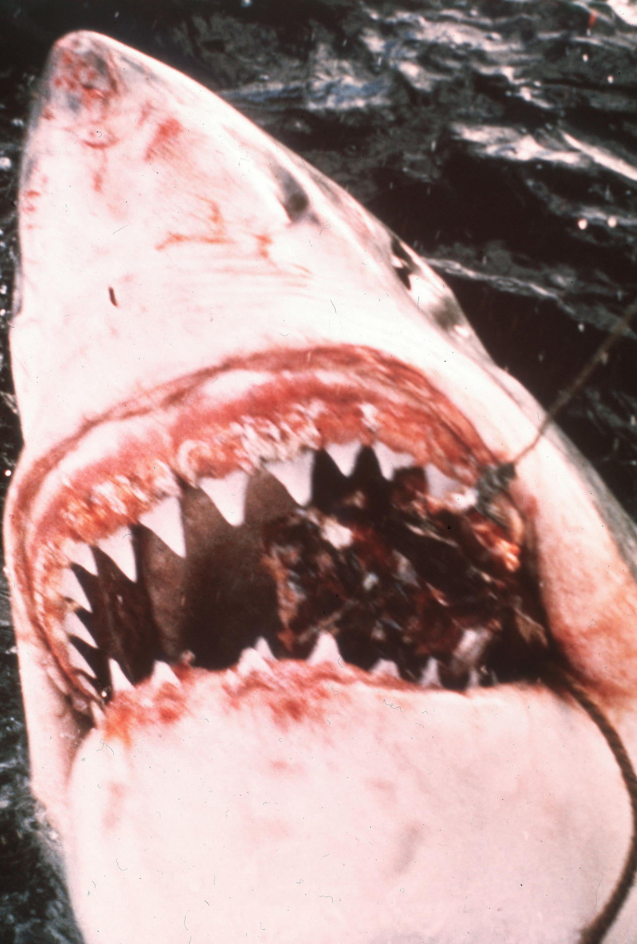 Nahaufnahme des offenen Mauls eines Hais mit scharfen Zähnen und blutigem Inneren. Das Wasser ist dunkel und verschwommen.
