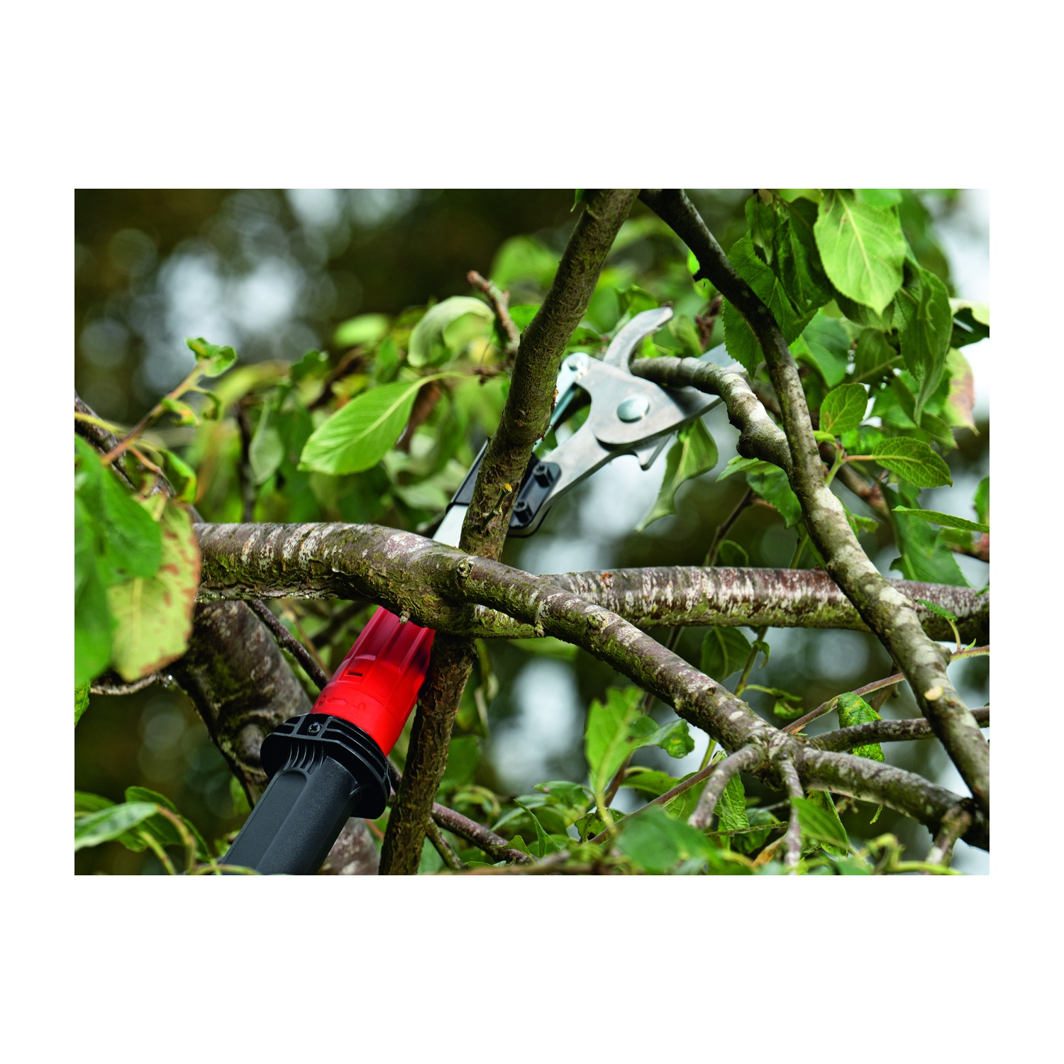Una persona sta usando le cesoie per tagliare un ramo di un albero. Foglie verdi e rami marroni riempiono l'inquadratura.
