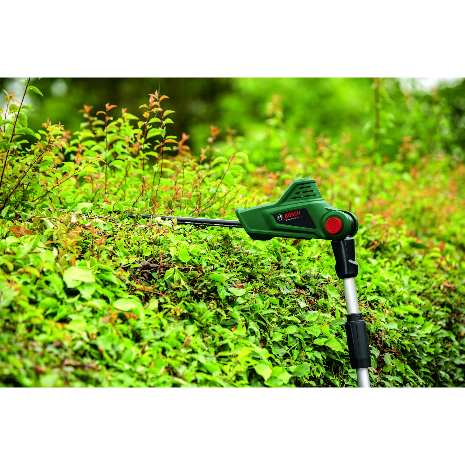 Tagliasiepi Bosch verde che taglia una siepe verde. Colori rosso e verde. Lo sfondo è un fogliame verde.