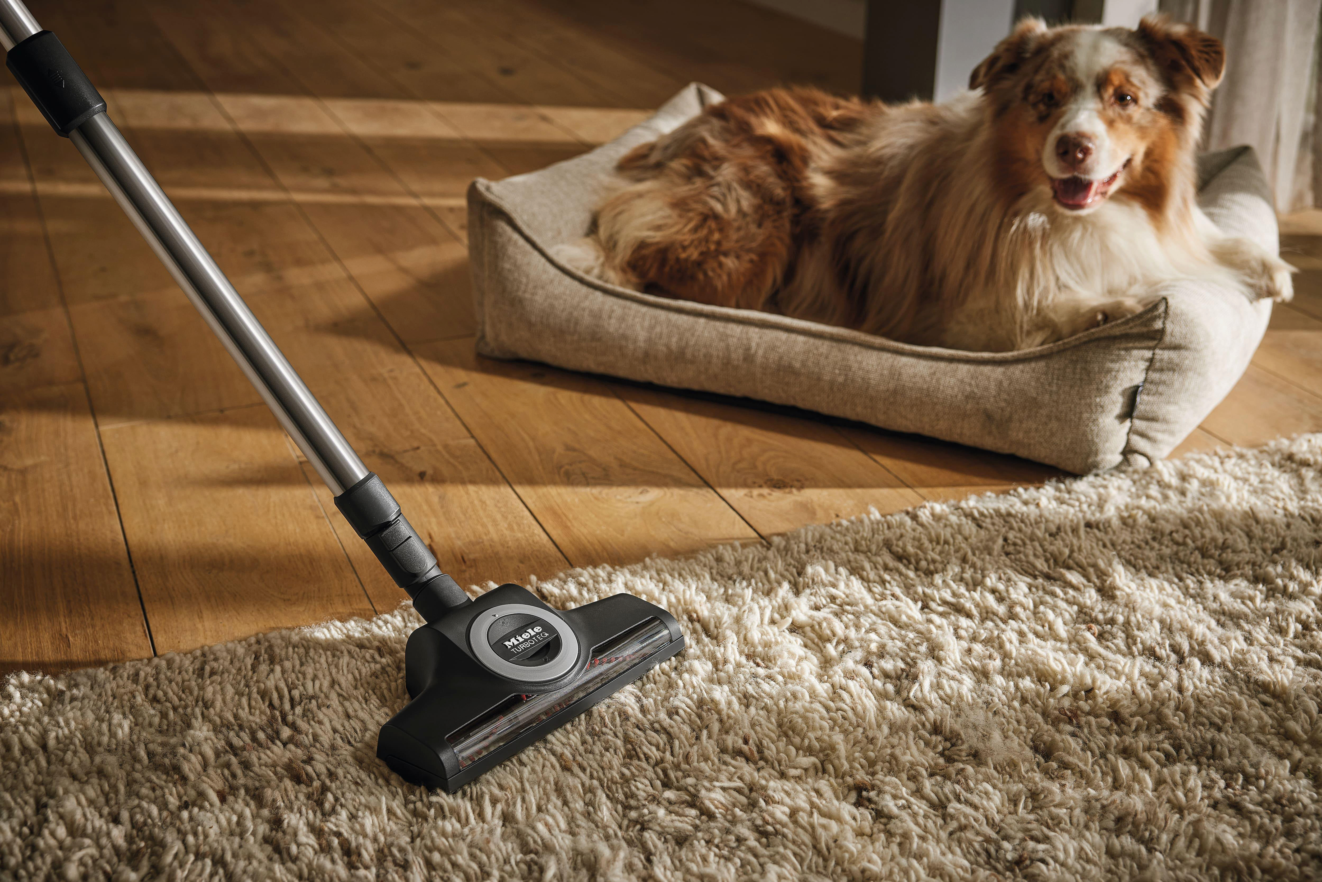 Ein Staubsauger steht auf einem Teppich. Ein Hund liegt im Hintergrund in seinem Bett.