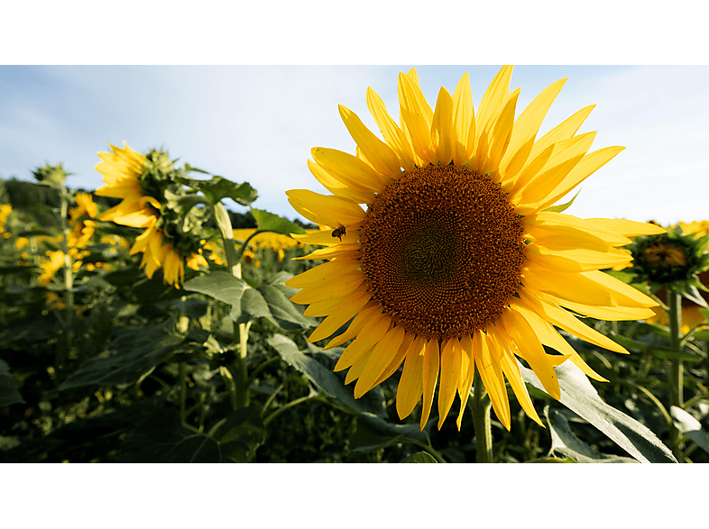 SIGMA 12mm F/1.4 DC 12 mm - f/1.4 (Weitwinkel Objektiv für Sony E-Mount, Schwarz)