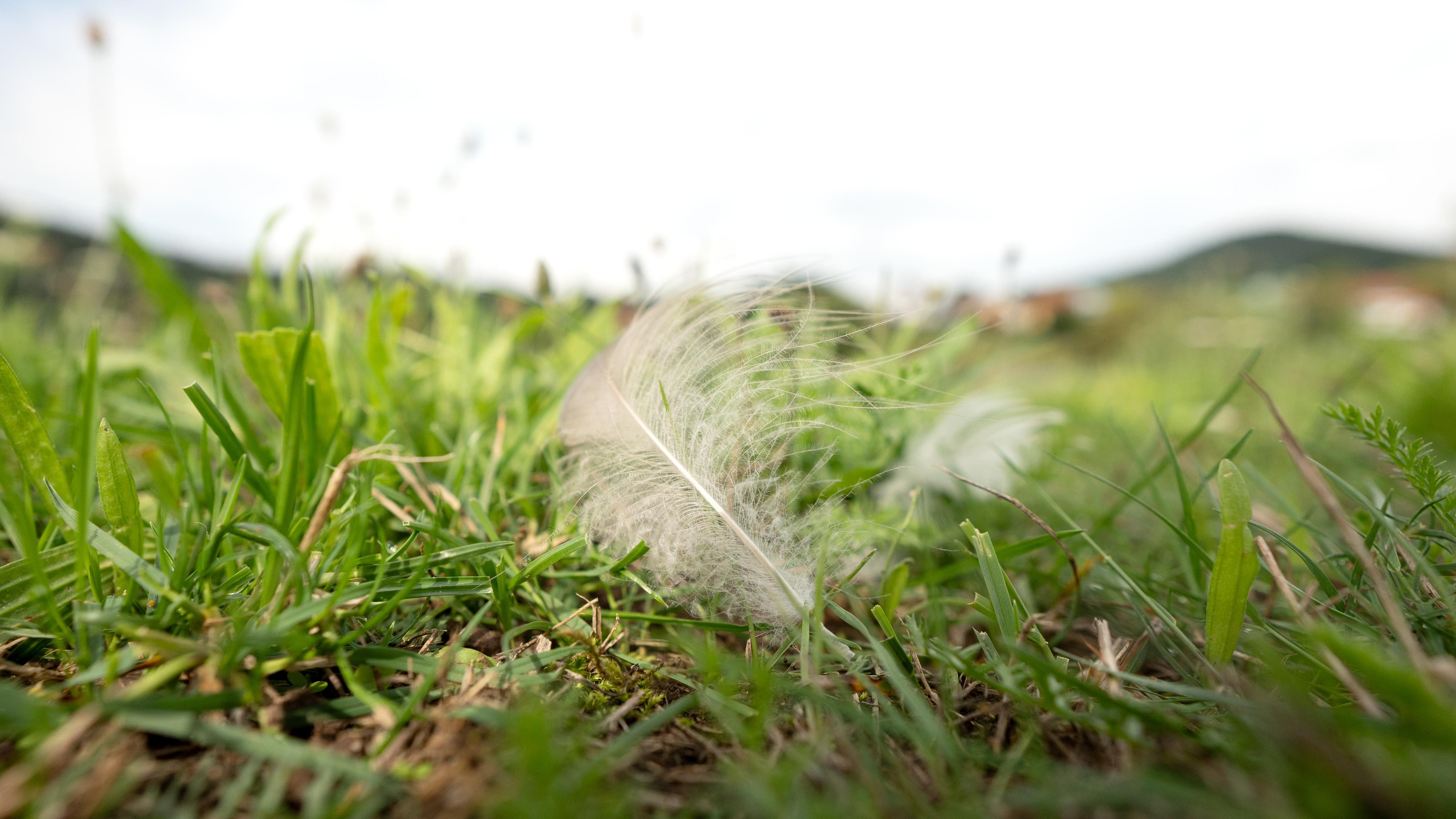 Nahaufnahme einer weißen Feder, die auf grünem Gras liegt. Der Hintergrund zeigt mehr Gras, eine verschwommene Landschaft und einen bewölkten Himmel.