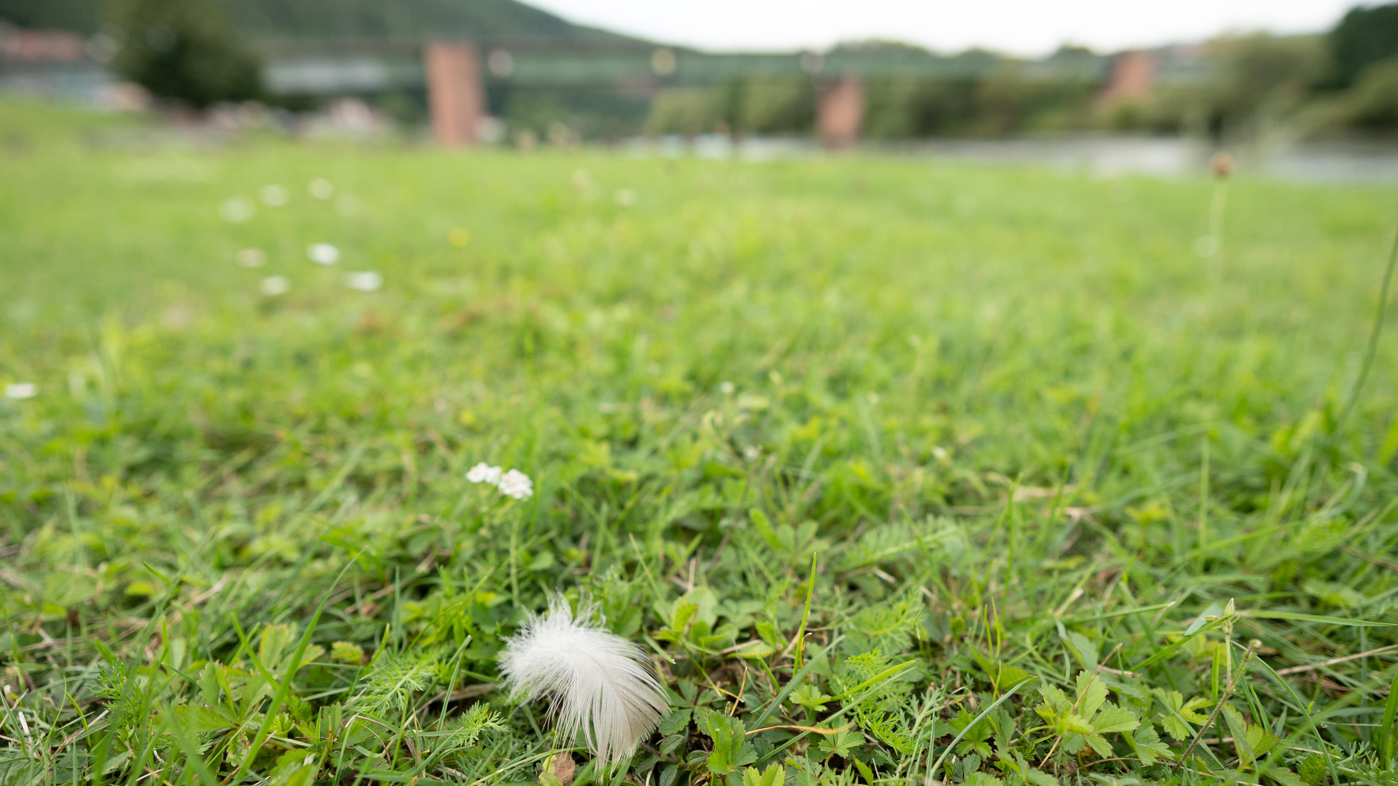 Ein Feld mit grünem Gras und einer weißen Feder im Vordergrund. Im Hintergrund sind ein Fluss und eine entfernte Struktur zu sehen.