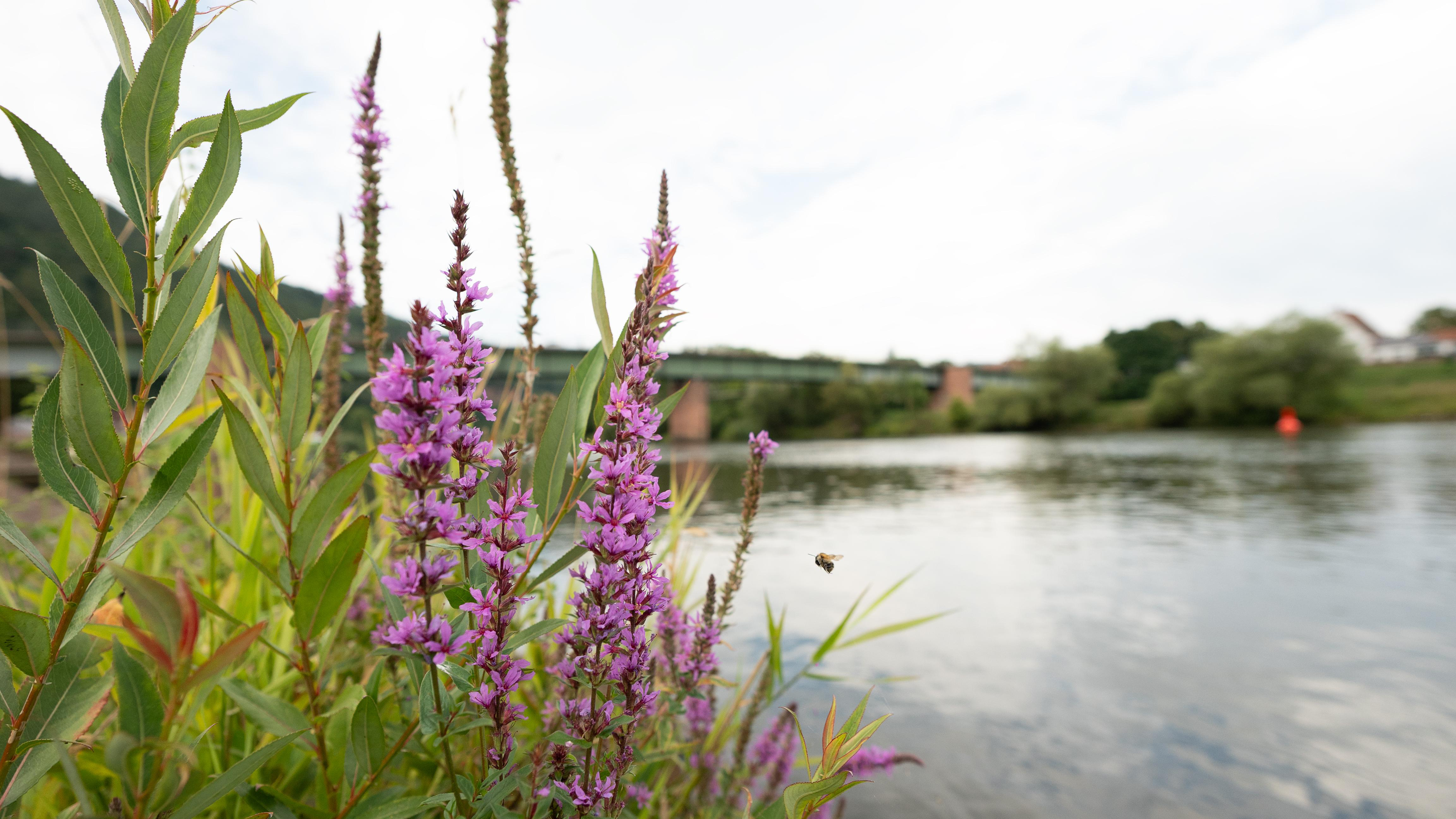 Lila Weidenröschenblüten, grünes Laub, eine fliegende Biene, Fluss, Brücke und bewölkter Himmel im Hintergrund.