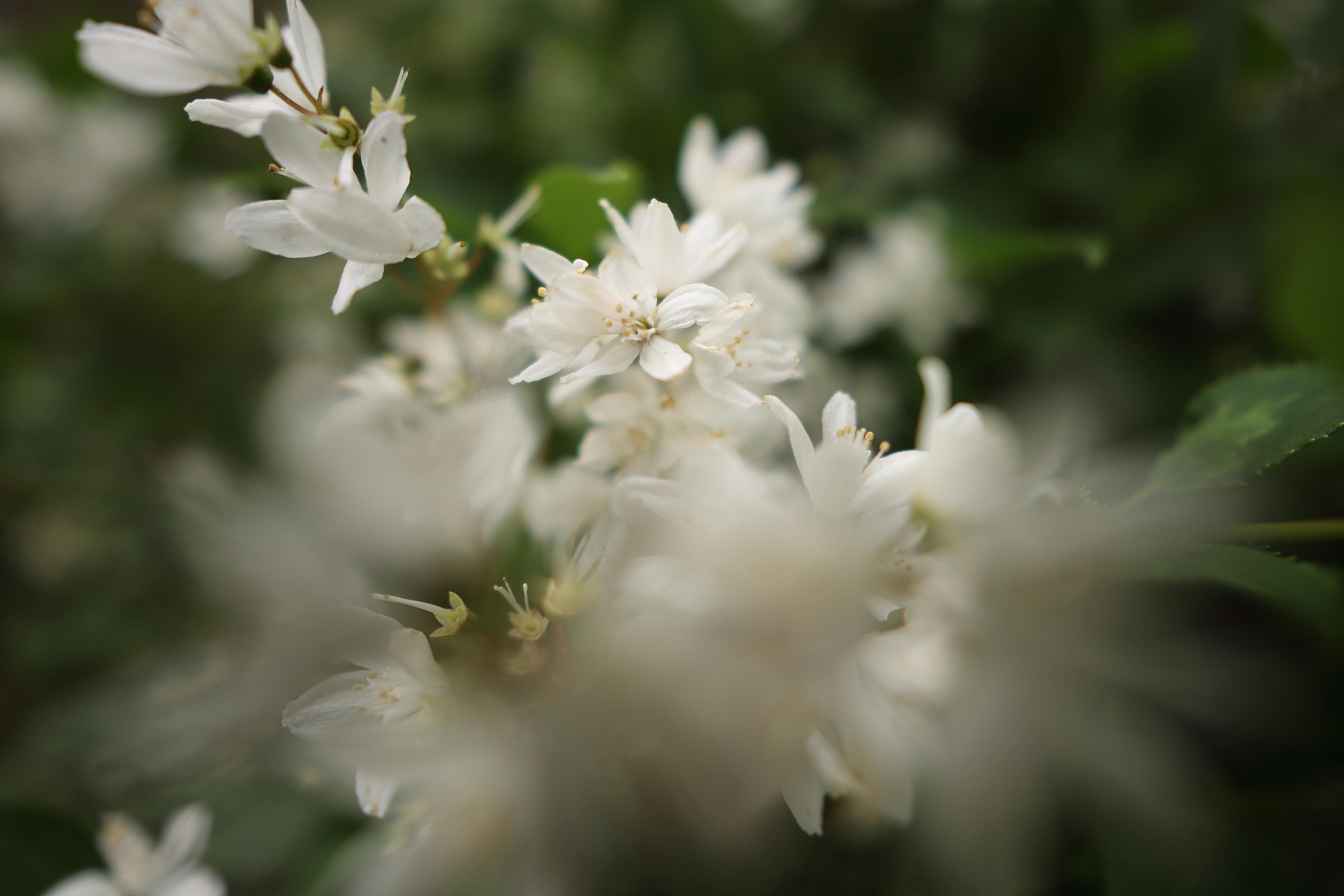 Nahaufnahme weißer Blüten mit gelben Zentren vor verschwommenem grünem Hintergrund. Weichzeichner, natürliches Licht. Blumiges Thema.