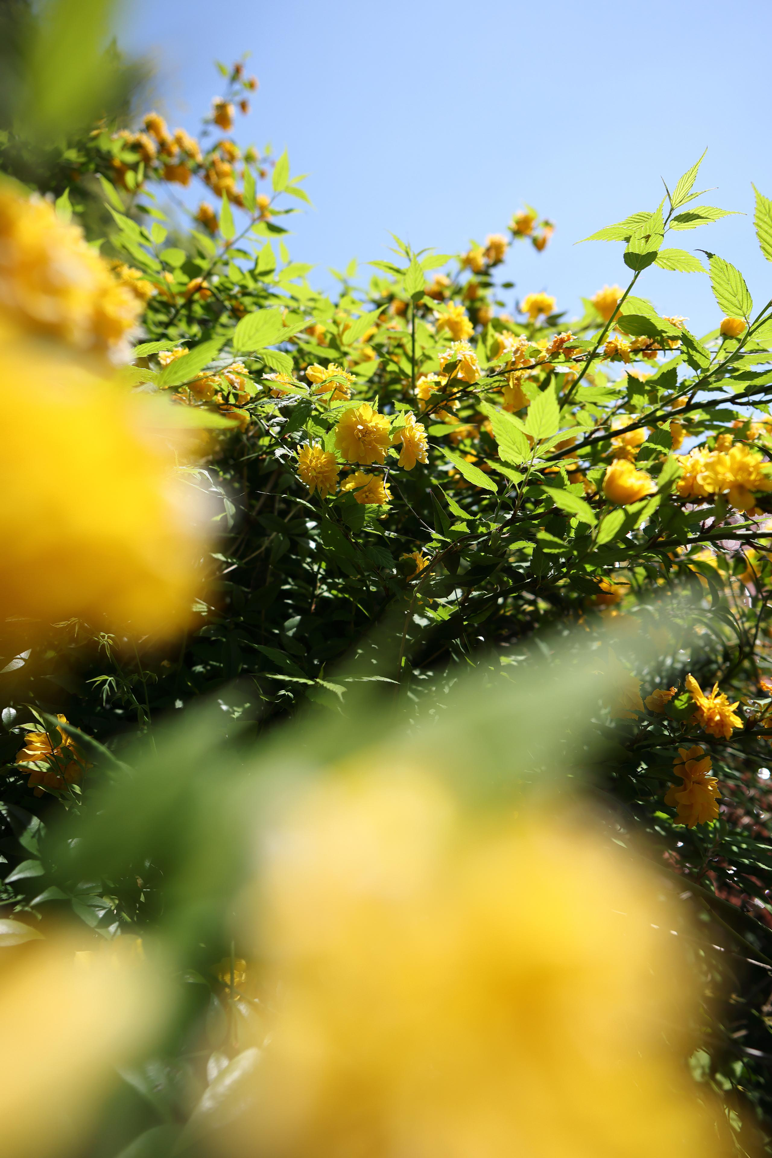Helle gelbe Blüten und grüne Blätter vor blauem Himmel. Nahaufnahme, einige Elemente unscharf.