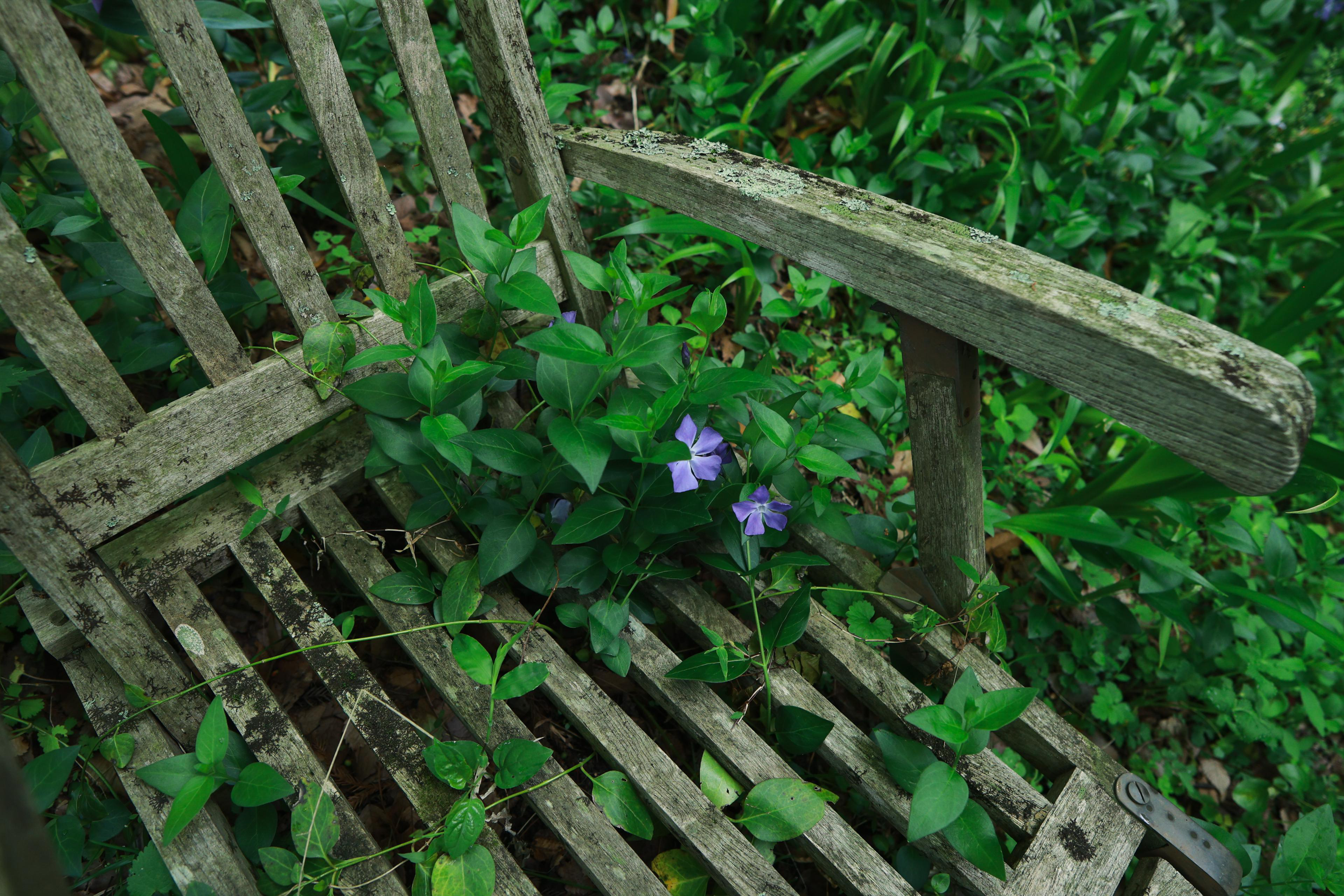 Holzbank mit lila Blumen und grünen Pflanzen. Die Bank ist verwittert, in einer Gartenumgebung.