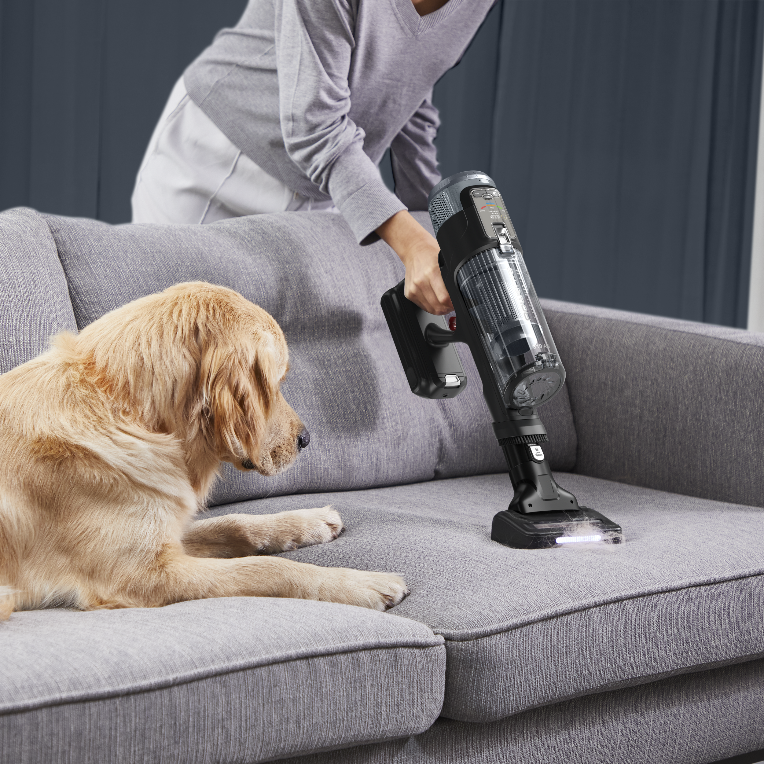 Egy személy fekete porszívóval porszívózza a szürke kanapét. Egy golden retriever kutya fekszik a kanapén.