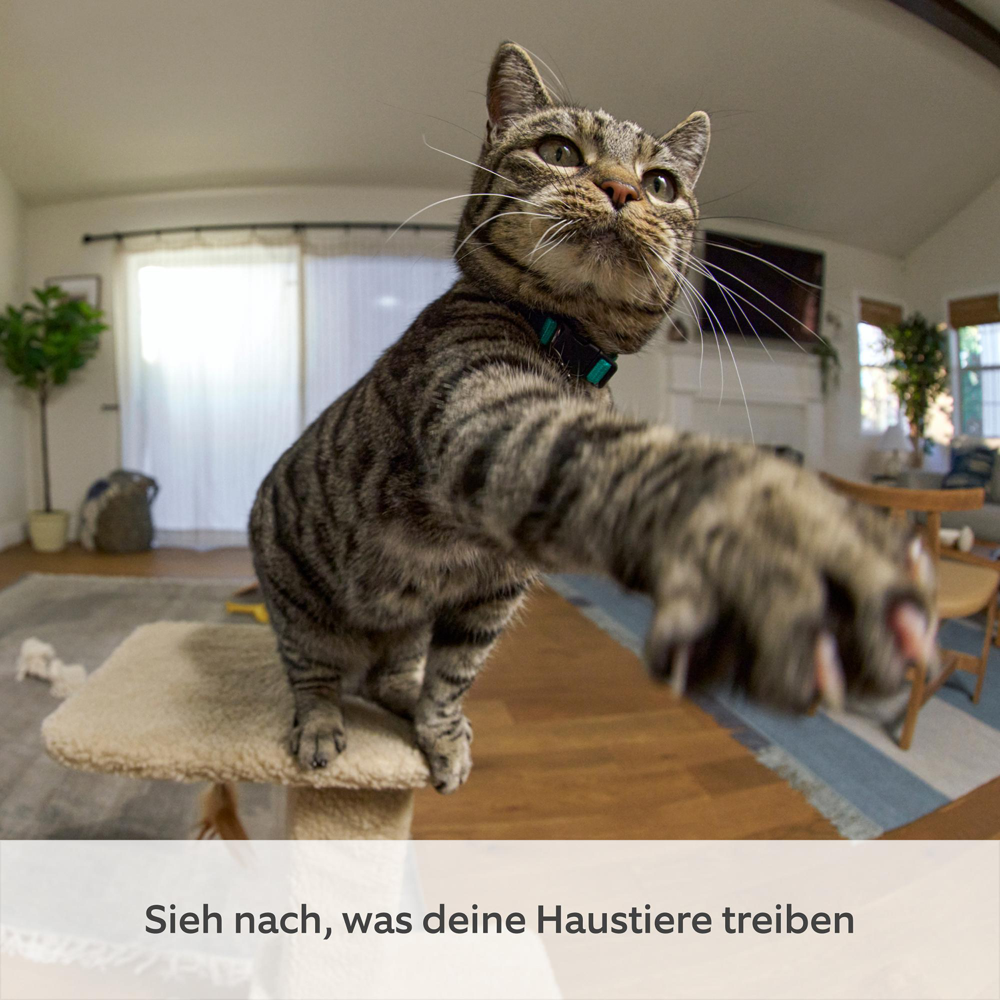 Eine getigerte Katze greift nach der Kamera. Sie trägt ein Halsband und sitzt in einem Raum auf einem beigen Kratzbaum.