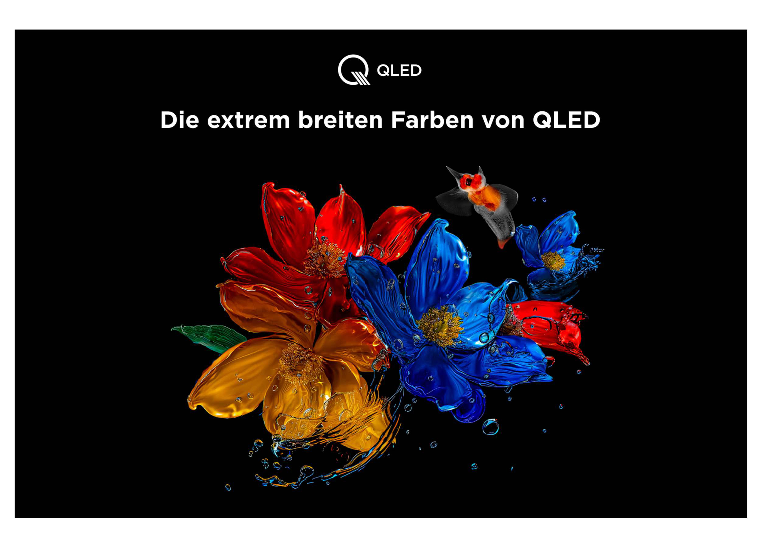 Bild zeigt bunte Blumen mit Fisch. QLED-Logo oben. Schwarzer Hintergrund.