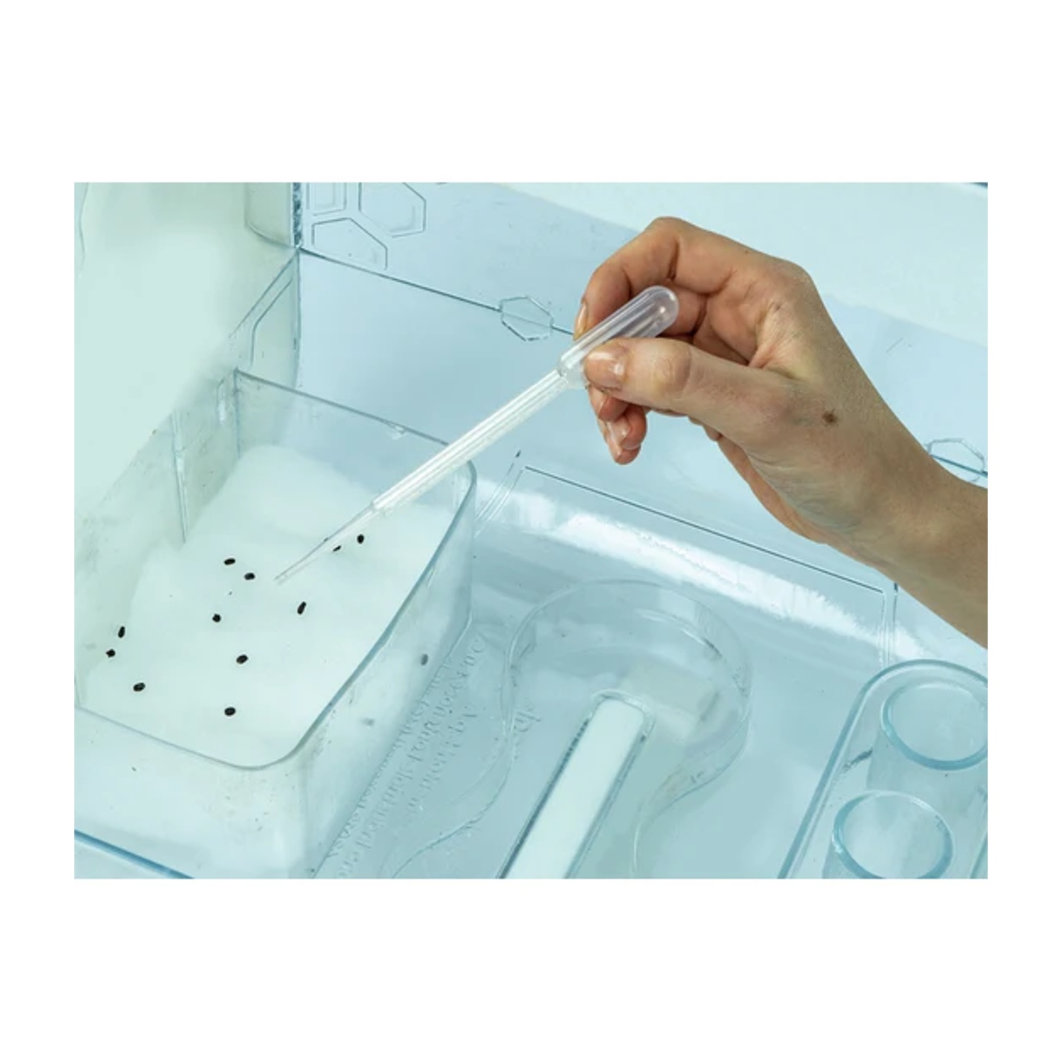 Una mano tiene una pipetta sopra un vassoio con semi neri in una sostanza bianca. Contenitori di plastica trasparente sullo sfondo.