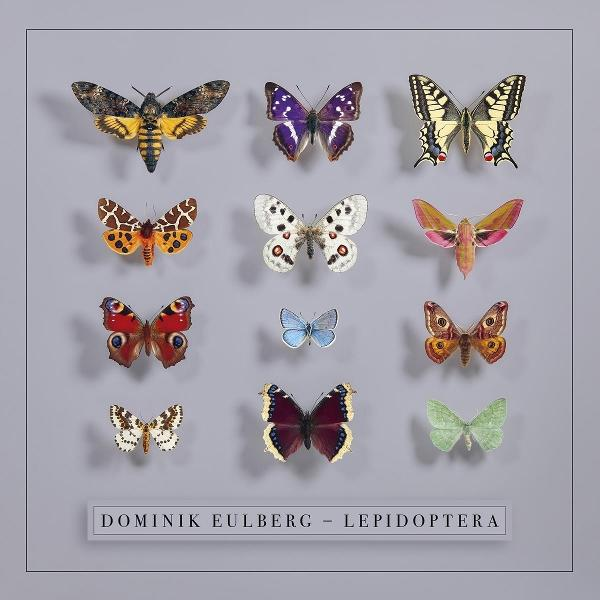 Anordnung von zwölf Schmetterlingen und Motten auf grauem Hintergrund, mit verschiedenen Farben und Mustern. Text unten: Dominik Eulberg - Lepidoptera.
