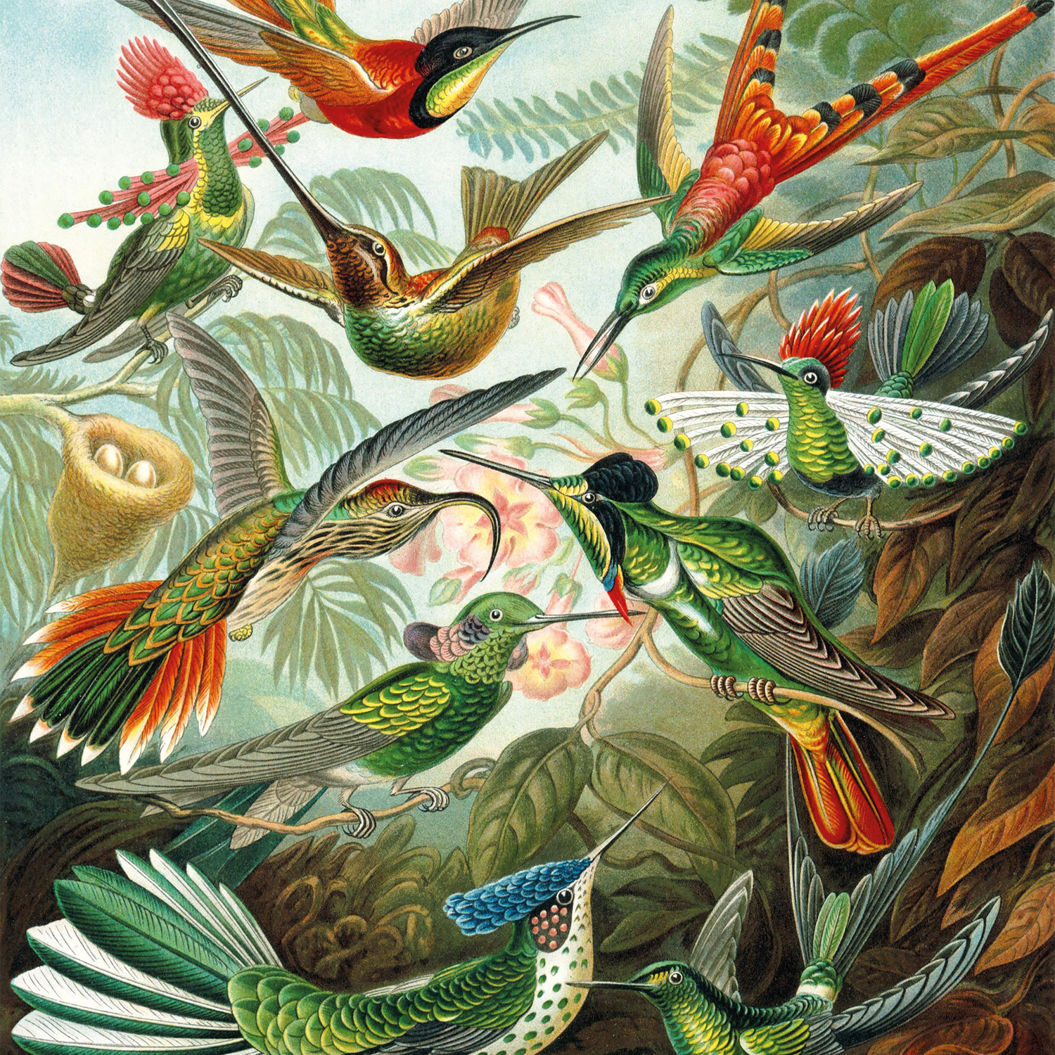 A detailed illustration of various hummingbirds in flight, surrounded by leaves and flowers. Birds feature vibrant colors and long beaks.