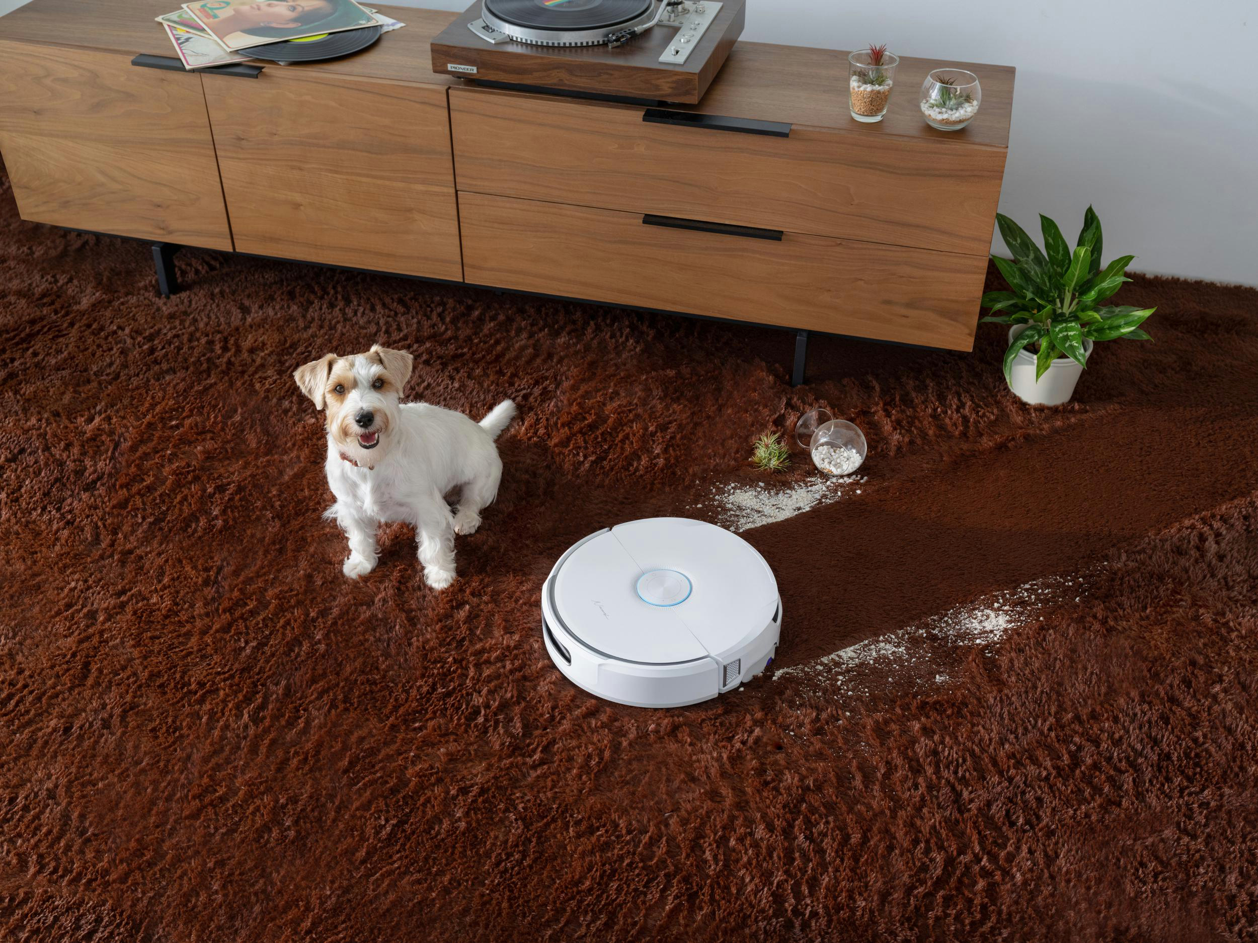 Ein weißer Hund sitzt auf einem braunen Shaggy-Teppich. Ein Roboterstaubsauger und ein Schrank sind im Hintergrund.