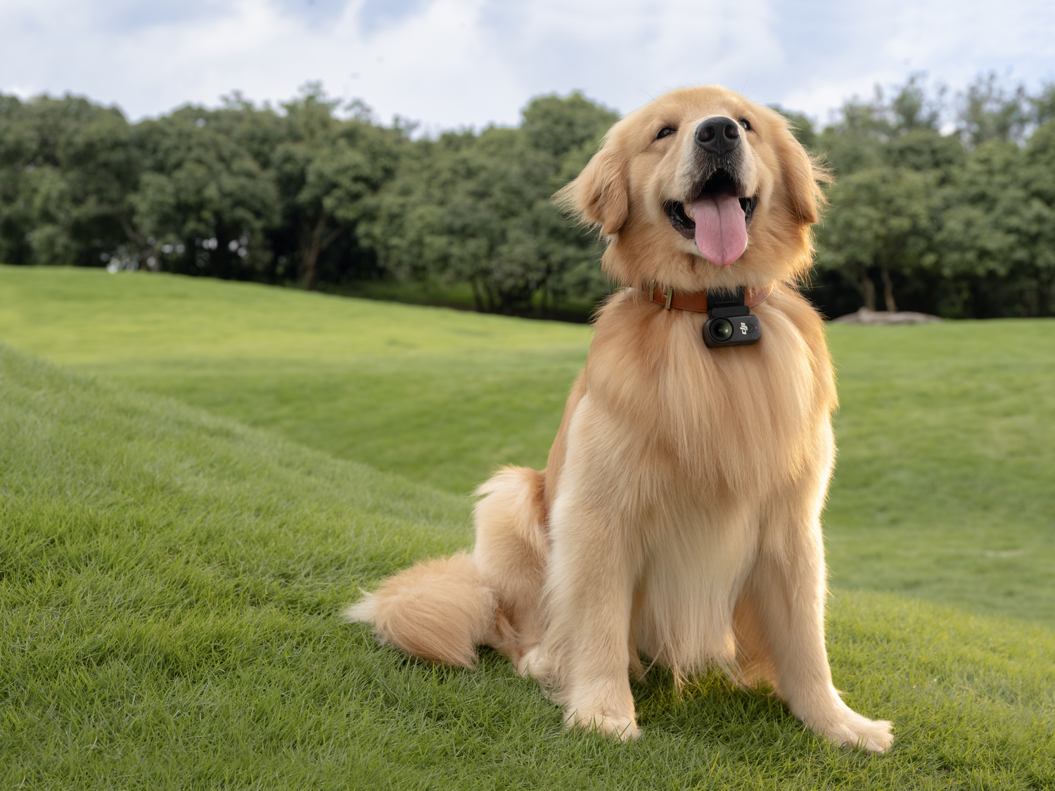 Golden Retriever sentado sobre hierba, con collar. Tiene la lengua fuera. Hay árboles en el fondo y el cielo está nublado.