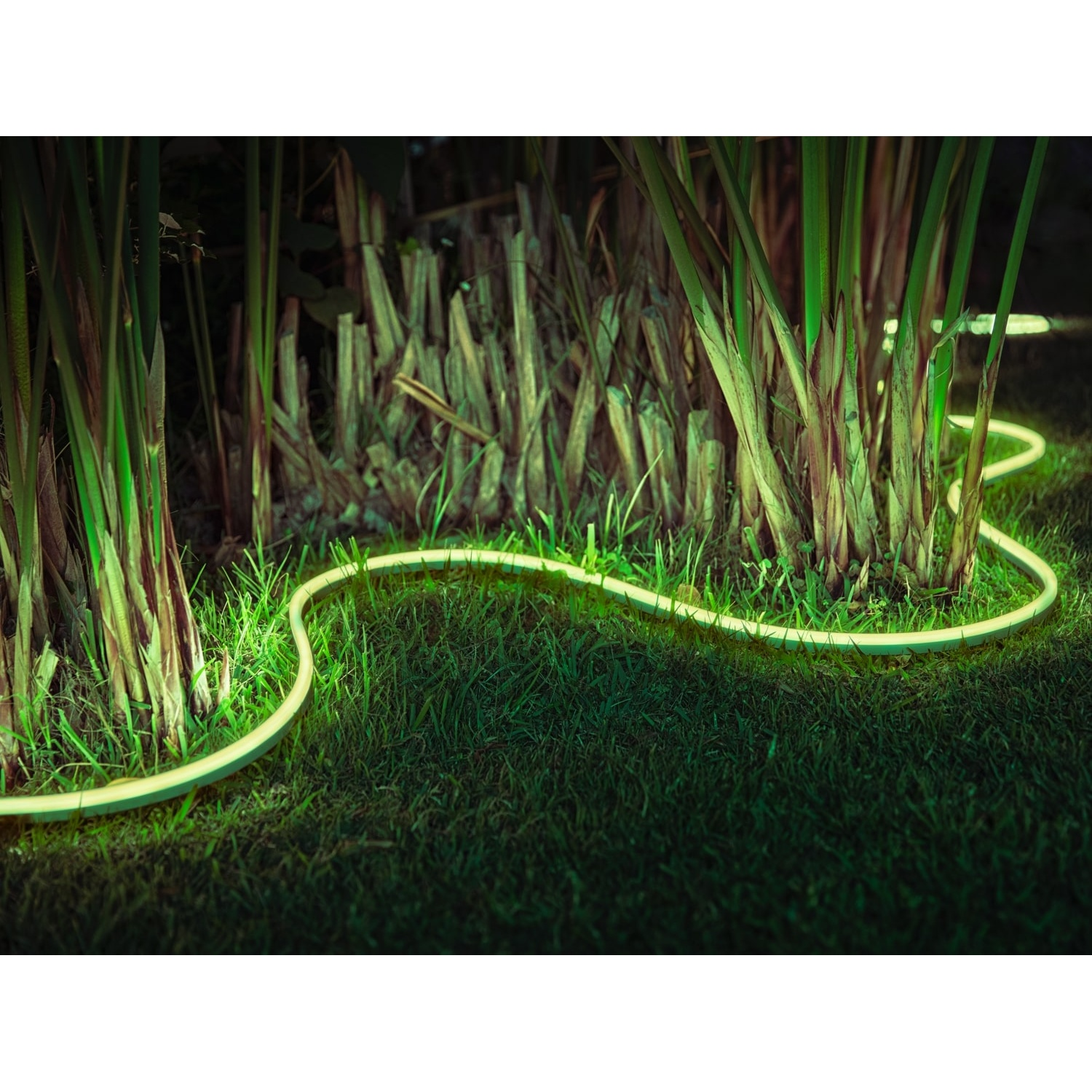 Una luce al neon delinea l'erba in un giardino. Sono visibili piante verdi ed erba. La luce è calda e illumina la scena.