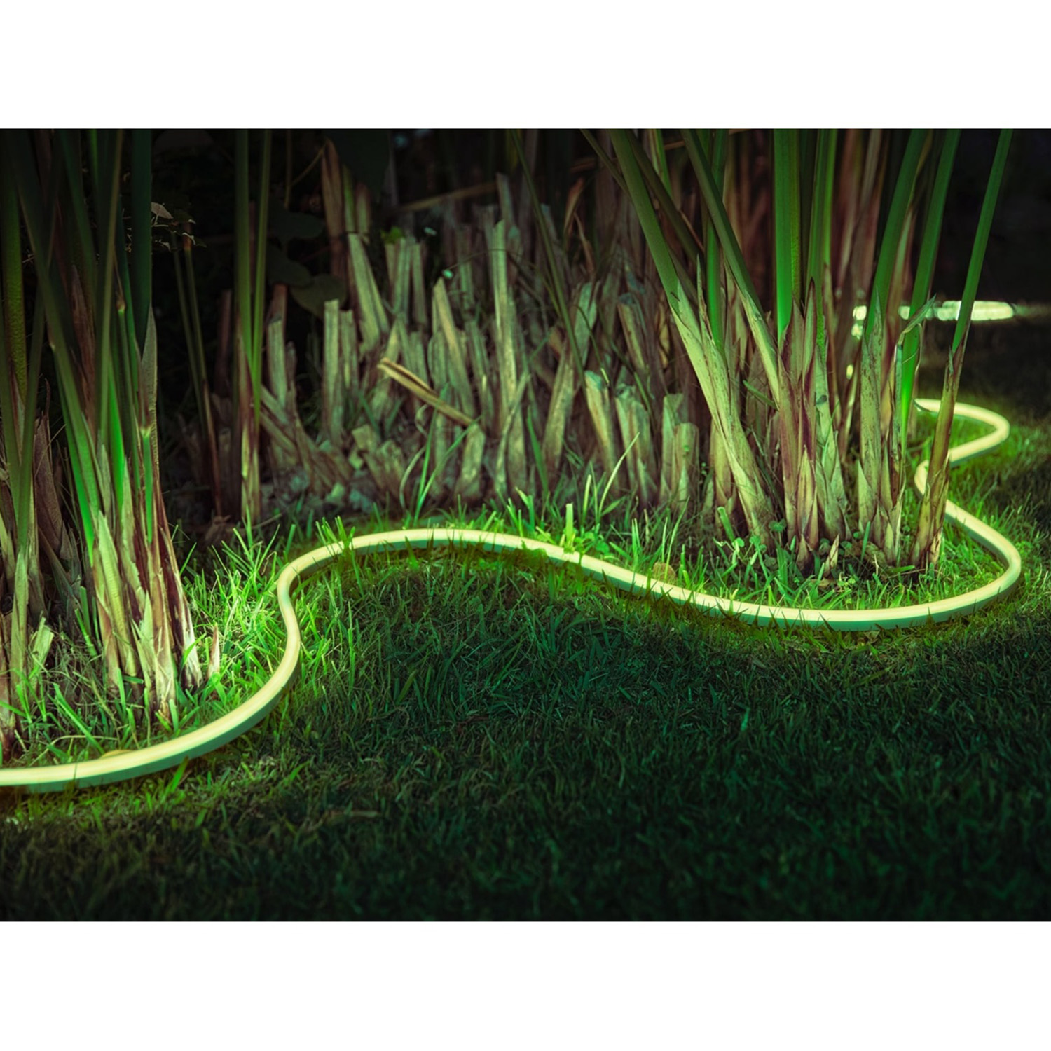 Una luce al neon brillante serpeggia sull'erba verde, vicino a piante alte. La scena è illuminata, suggerendo un giardino al tramonto.