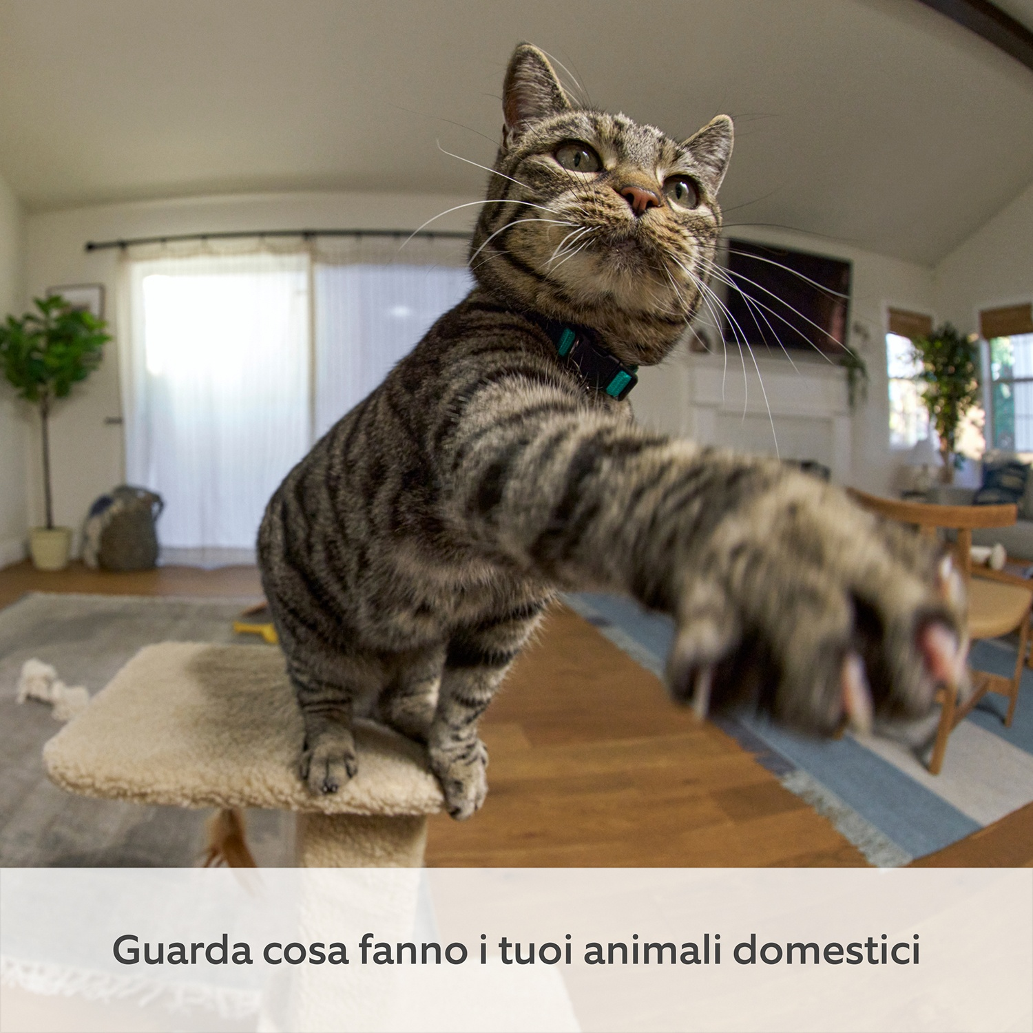 Un gatto tigrato allunga una zampa verso la fotocamera. Il gatto è su un tiragraffi. Lo sfondo è un soggiorno con una finestra.