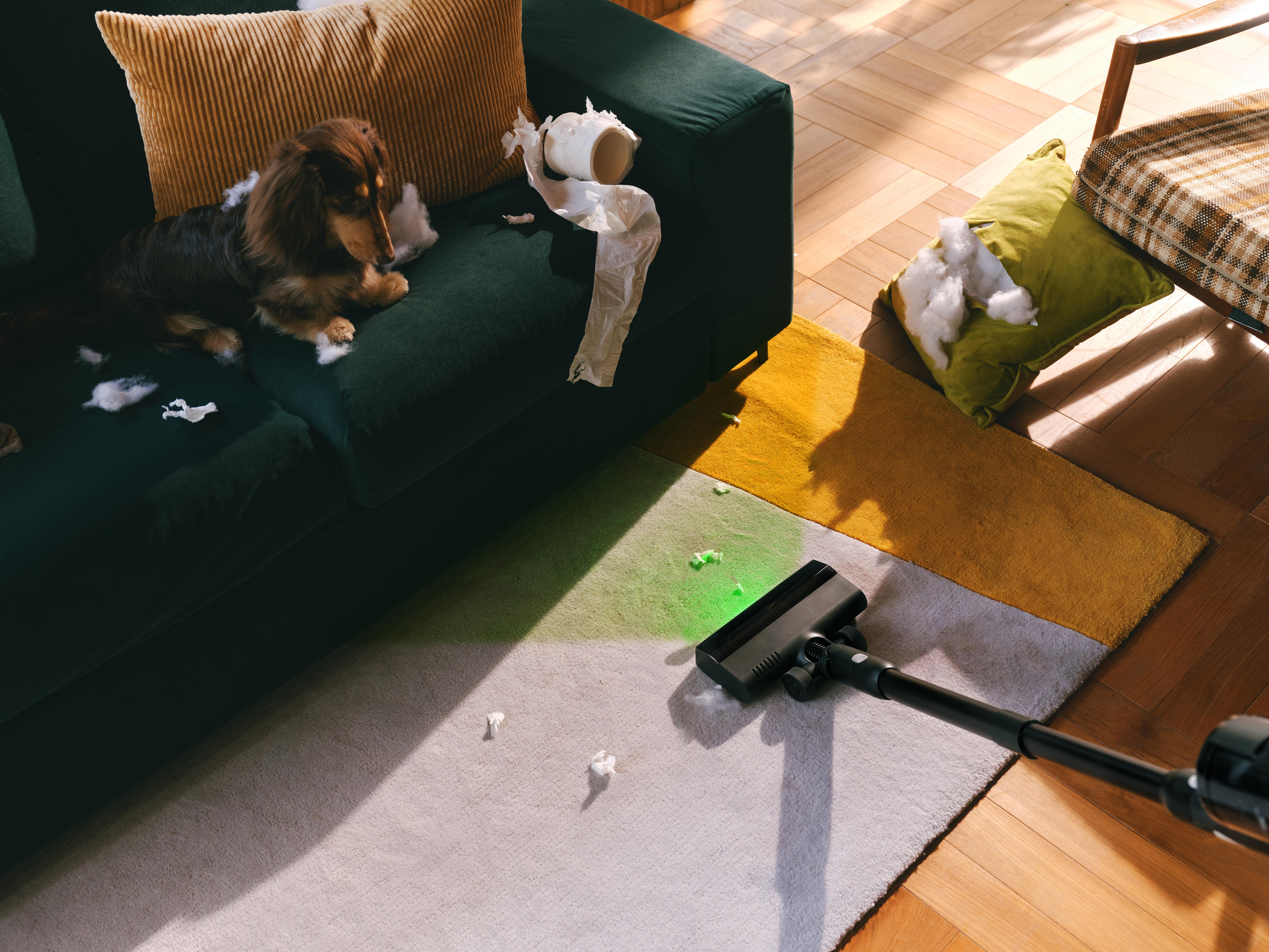 Ein Hund auf einem Sofa mit zerrissenen Kissen und Toilettenpapier. Ein Staubsauger liegt auf einem Teppich.