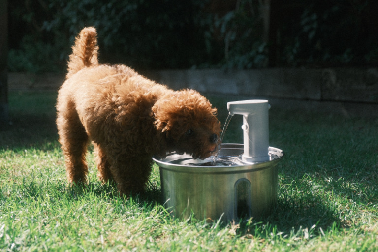 Brązowy pudel pije z fontanny na zielonej trawie. Fontanna jest metalowa i woda płynie. Tło to ciemny ogród.