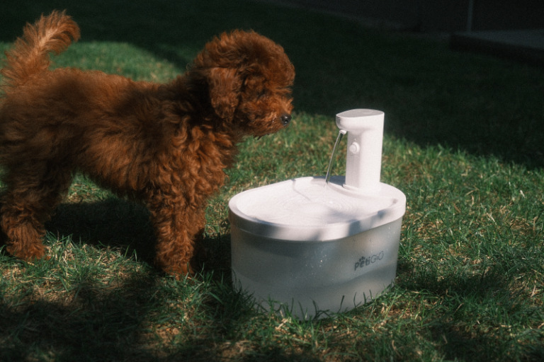 Brązowy pudel stoi obok białej fontanny dla zwierząt na zielonej trawie. Woda wypływa z fontanny.