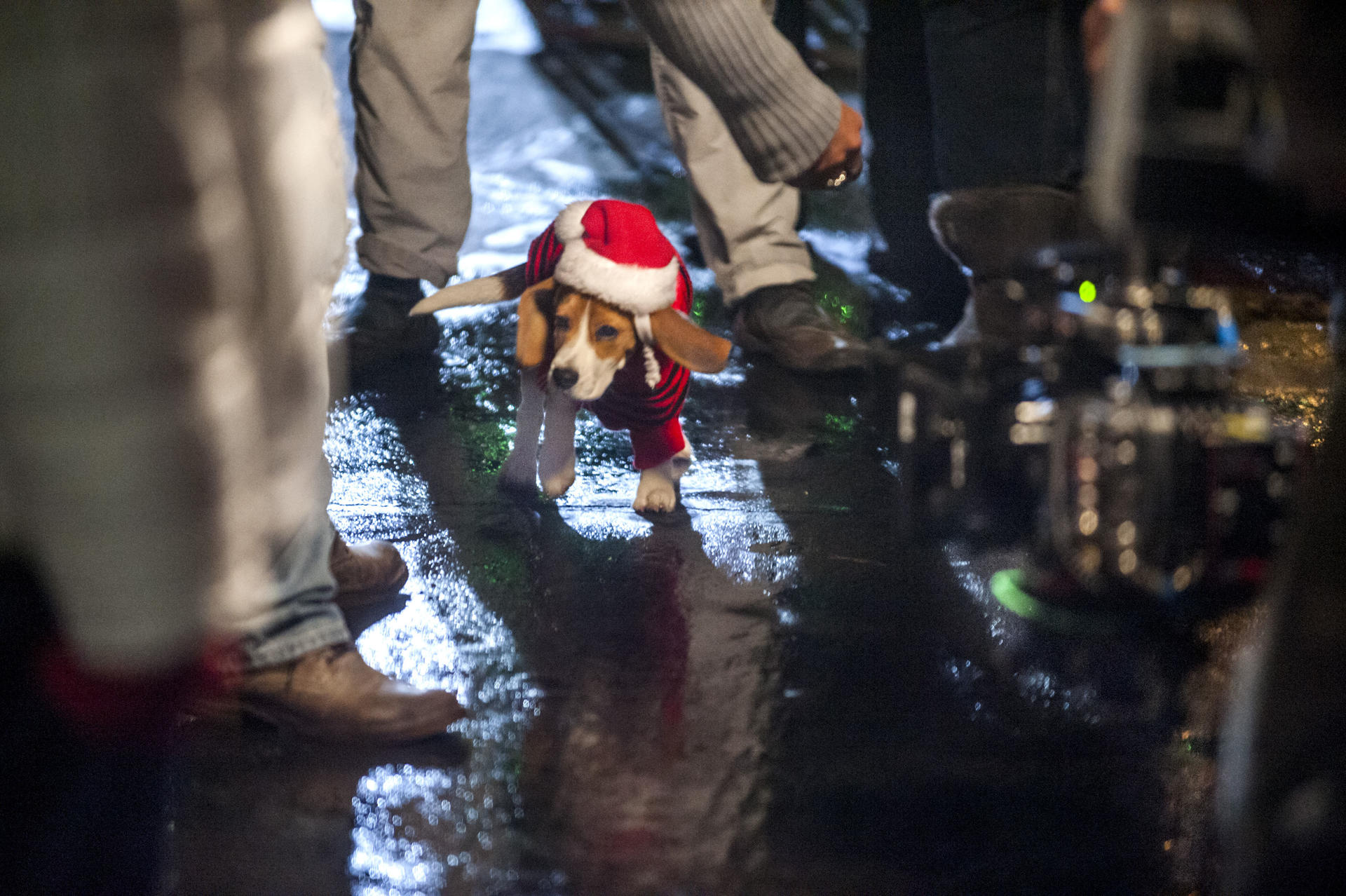 Ein Beagle in einem Weihnachtsmannanzug steht auf nassem Untergrund, umgeben von Beinen von Menschen. Der Hund schaut nach vorne.