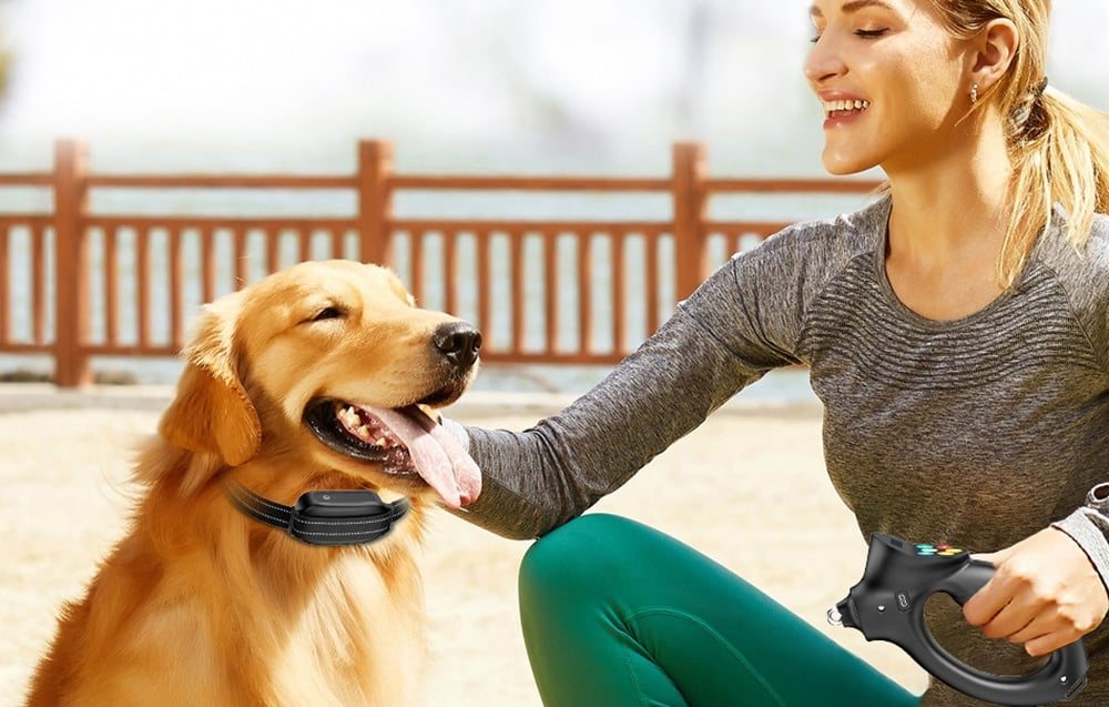 Egy nő egy fekete nyakörves golden retrieverre mosolyog. Pórázt tart. A háttérben egy fa kerítés látható.