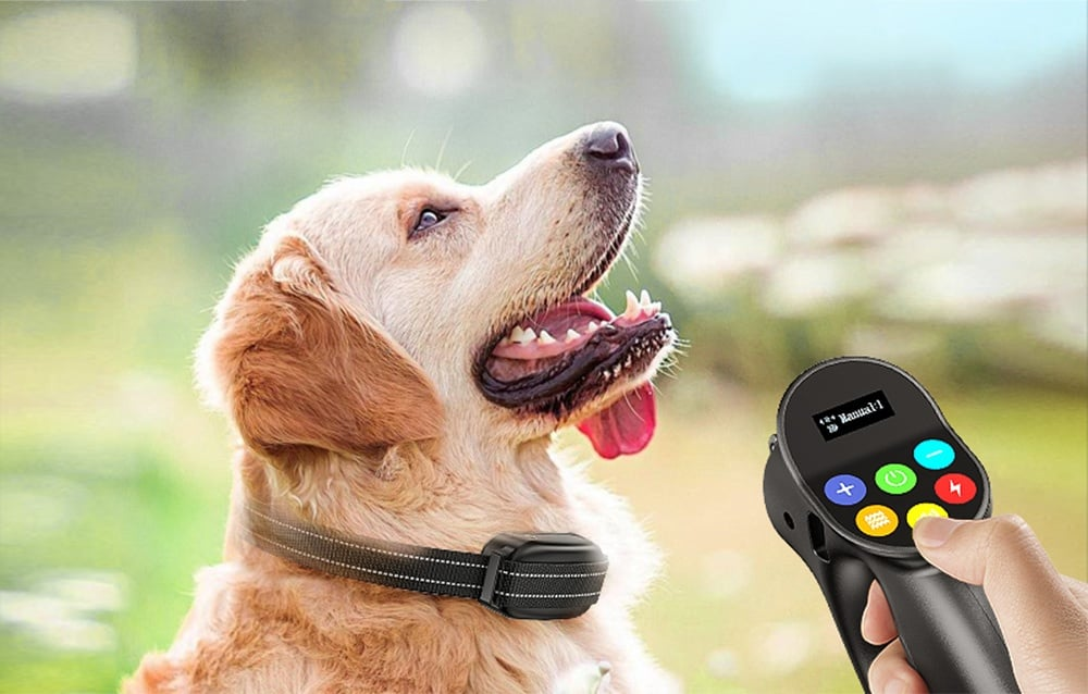 Egy golden retriever felfelé néz nyitott szájjal, nyakörvet viselve. Egy távirányítót tartanak, színes gombokkal és egy képernyővel.