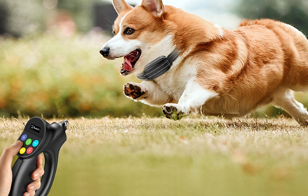 Egy corgi kutya füvön fut, fekete nyakörvvel. Egy kéz egy fekete eszközt tart gombokkal.