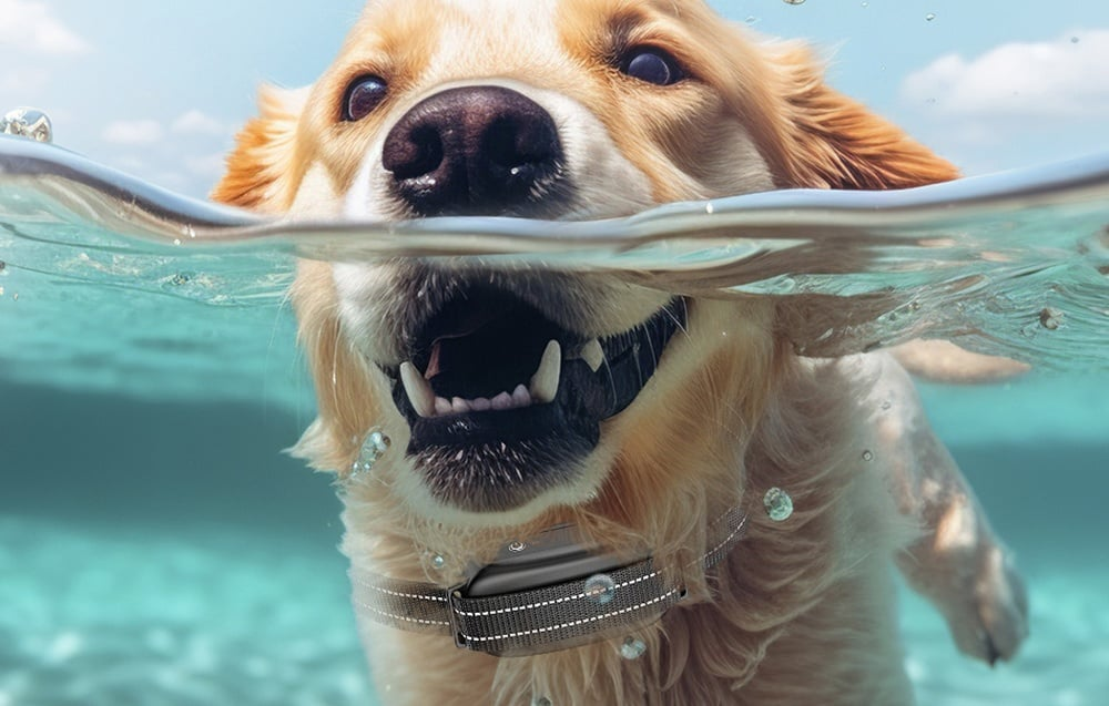 Egy golden retriever a víz alatt úszik, szája nyitva, nyakörvvel. Buborékok lebegnek. A víz felszíne látható.